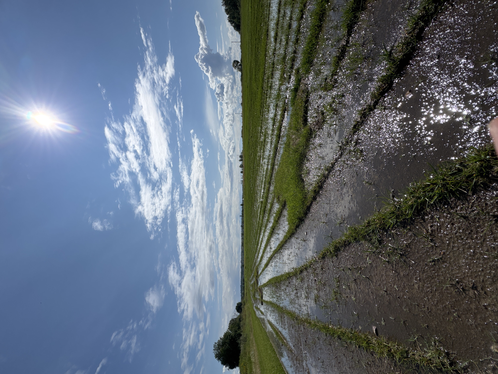The image depicts a flooded agricultural field under a bright, sunny sky with scattered clouds. The field is divided into long, narrow rows of green grass, with water filling the spaces between them. The water reflects the sunlight, creating a shimmering effect. In the foreground, the mud and water are clearly visible, showing tire tracks from agricultural machinery. In the background, more fields stretch towards a distant horizon, with a line of trees and some structures visible. The sky is a vibrant blue, with the sun prominently featured in the upper right corner, casting a bright glare and lens flare. The location is identified as the city of Innolovo, Russia. No people or specific actions are evident in the image; it is a static landscape scene.
