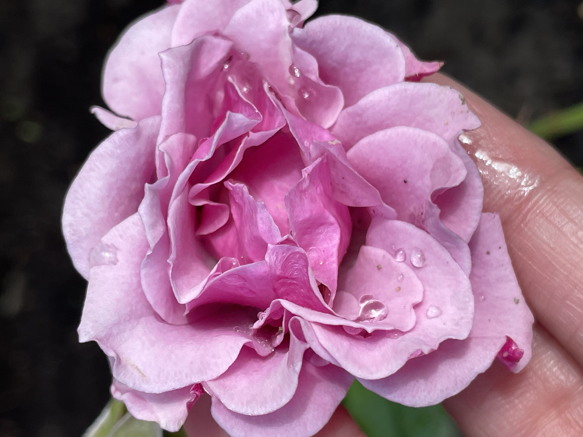A close-up, top-down view captures a delicate pink rose, held in a person's hand. The rose petals are layered and ruffled, with several clear water droplets glistening on their surface. The background is dark and out of focus, with hints of green foliage. The image is well-lit, highlighting the texture and dew-kissed beauty of the flower. The location is not specified in the image.