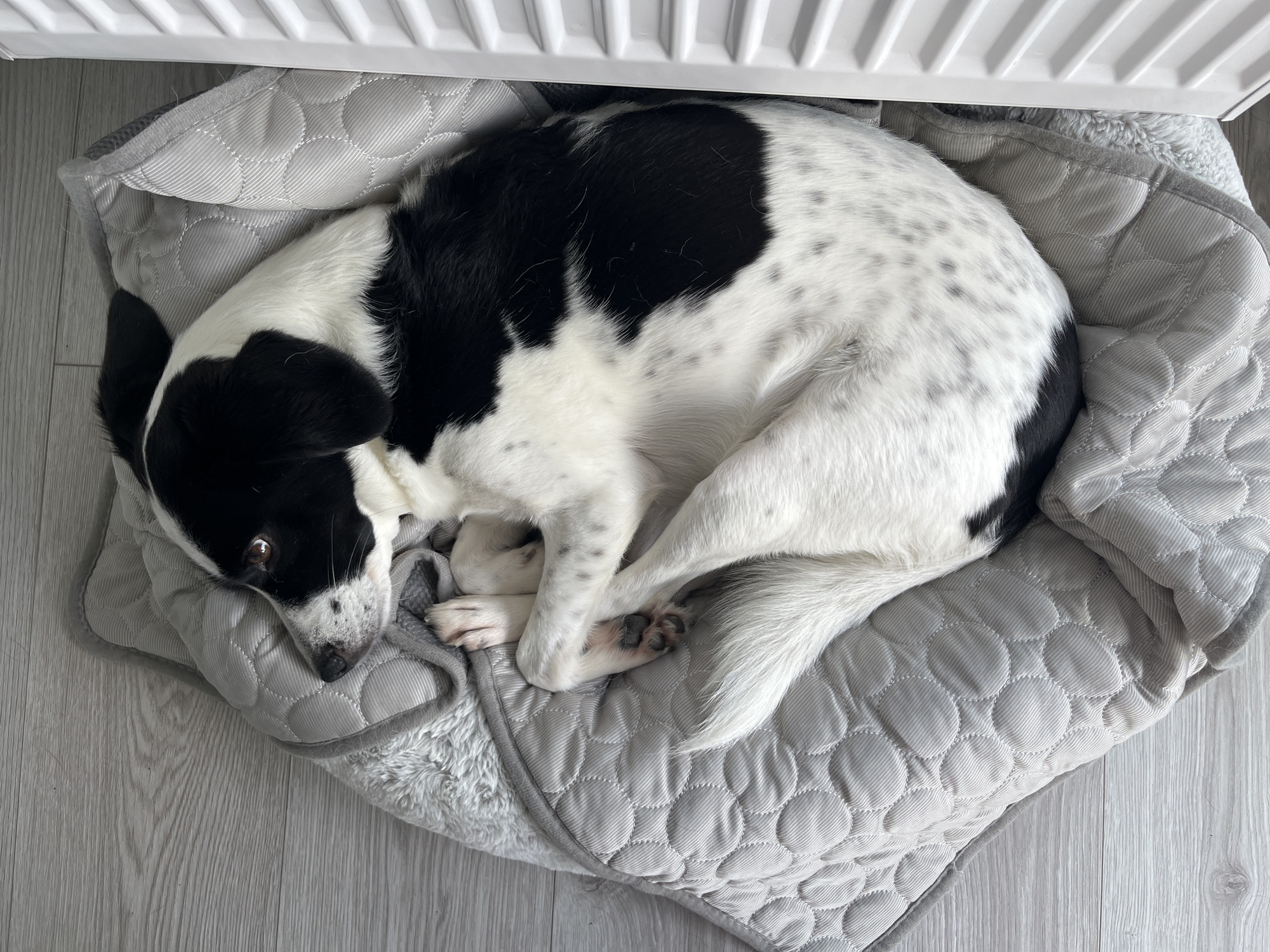 A black and white dog is curled up asleep on a gray dog bed, which is situated on a light-colored wooden floor. The dog bed has a quilted pattern with circular stitching and a fluffy gray border. The dog is positioned with its head tucked towards its body and its tail wrapped around itself. A white radiator with horizontal slats is visible to the right of the dog bed.