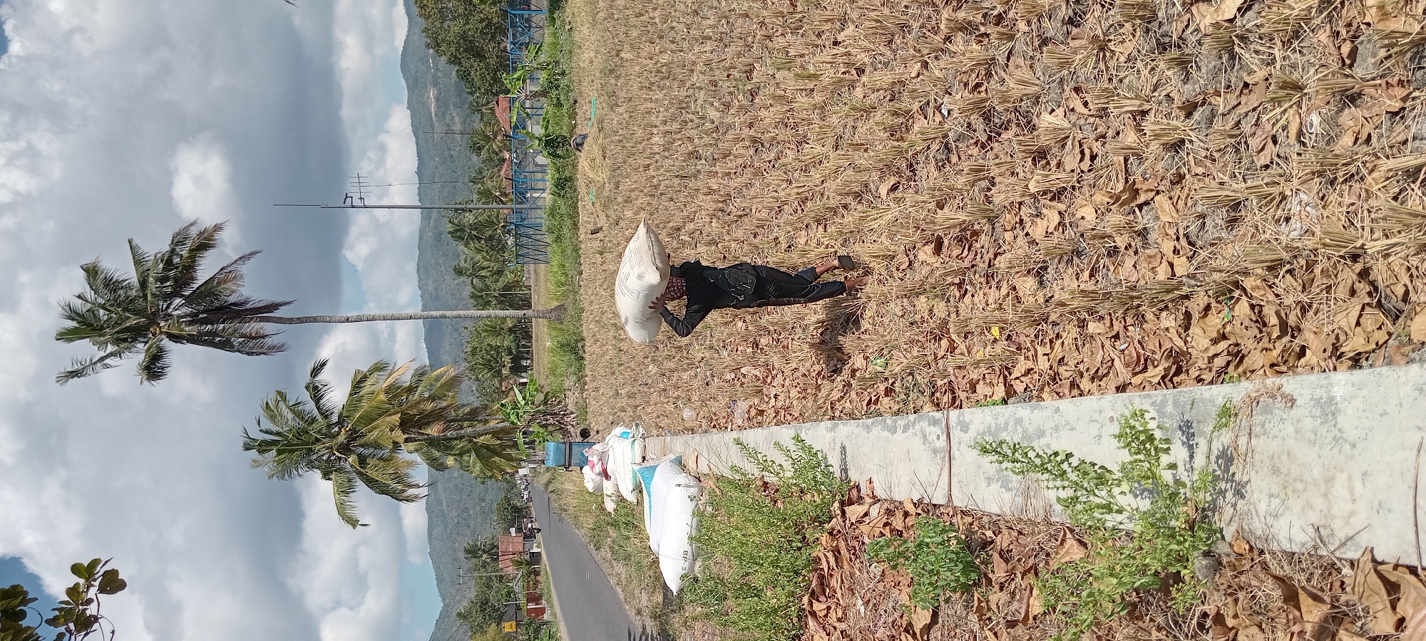 A person walks through a dry, harvested field, carrying a large sack of grain on their head. The field is covered in dry stalks and leaves, indicative of a recent harvest. A paved road runs along the left side of the field, with several white sacks piled near its edge. Lush green vegetation lines the road and the edge of the field. In the background, palm trees and mountains are visible under a cloudy sky. The scene appears to be in a rural area, likely in Karangpawitan, Indonesia, given the presence of palm trees and the agricultural setting. The person is dressed in dark clothing and a headscarf, suggesting they are engaged in agricultural work.