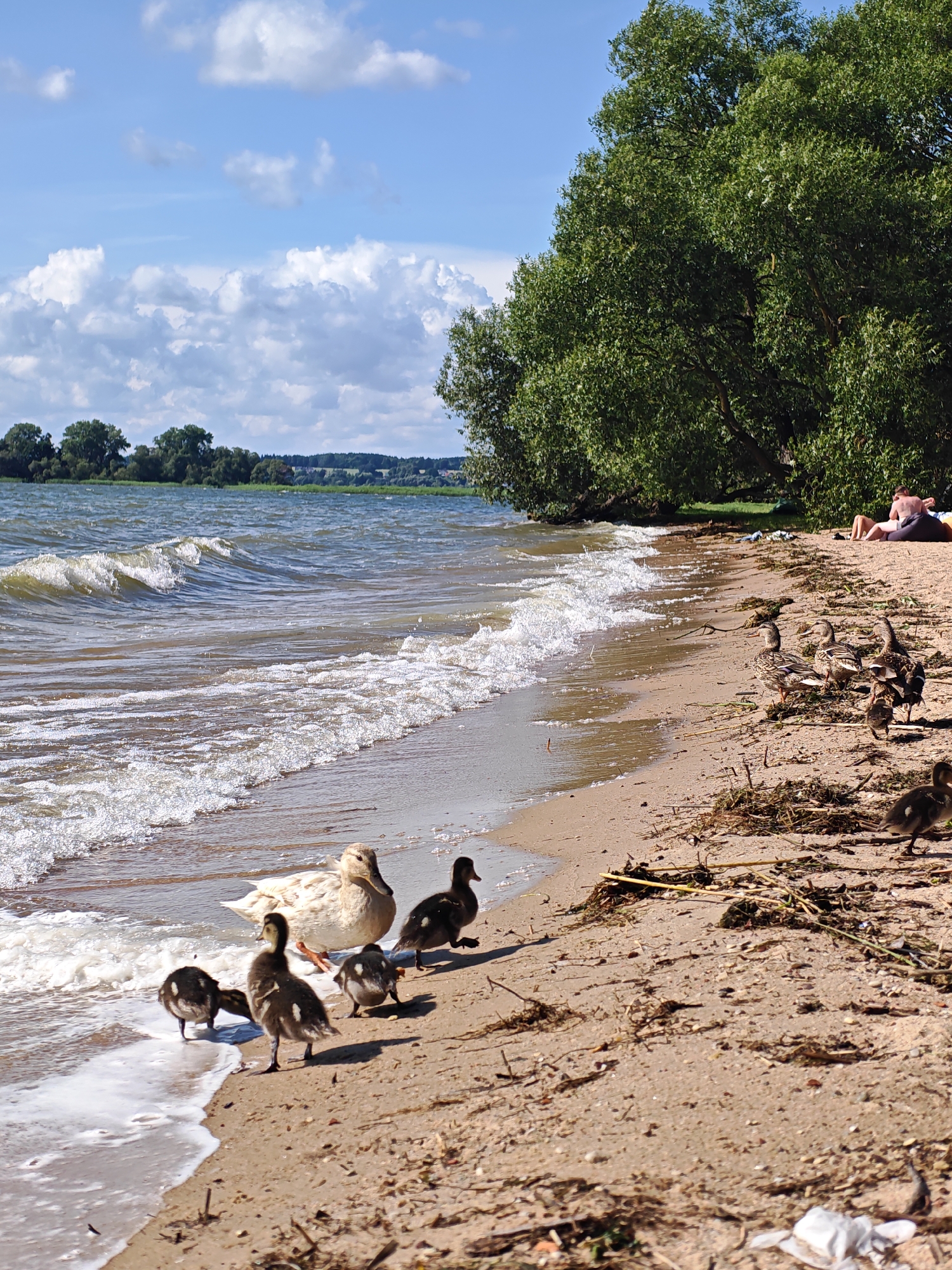 A flock of ducks, including one adult white duck and several ducklings, are on the sandy shore of a body of water. The adult duck is positioned on the sand, facing left, with its webbed feet visible. Several ducklings are clustered around the adult, with one duckling walking towards the water. In the background, other ducks are visible on the shore. The environment includes a sandy beach with scattered debris, a body of water with gentle waves, and a dense line of trees along the opposite bank. The sky is blue with scattered white clouds. In the far background, a person is lying on a blanket on the sand under the shade of the trees. The scene appears to be a natural outdoor setting.