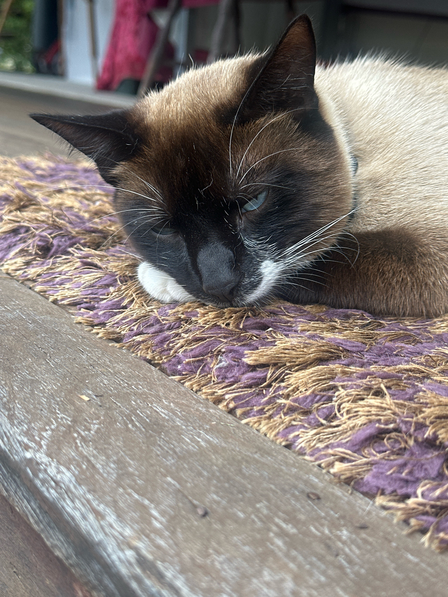 A Siamese cat rests on a purple and tan shag rug, which is placed on a wooden surface. The cat's head is turned to the left, with its eyes closed and its face resting on its paws. The cat has dark brown fur on its ears and face, with lighter brown fur on its body. The rug is textured and appears to be made of yarn. The wooden surface is weathered and shows signs of wear. The background is blurred but suggests an outdoor setting, possibly a patio or deck. There are no people or other animals visible in the image. The scene is peaceful and quiet.