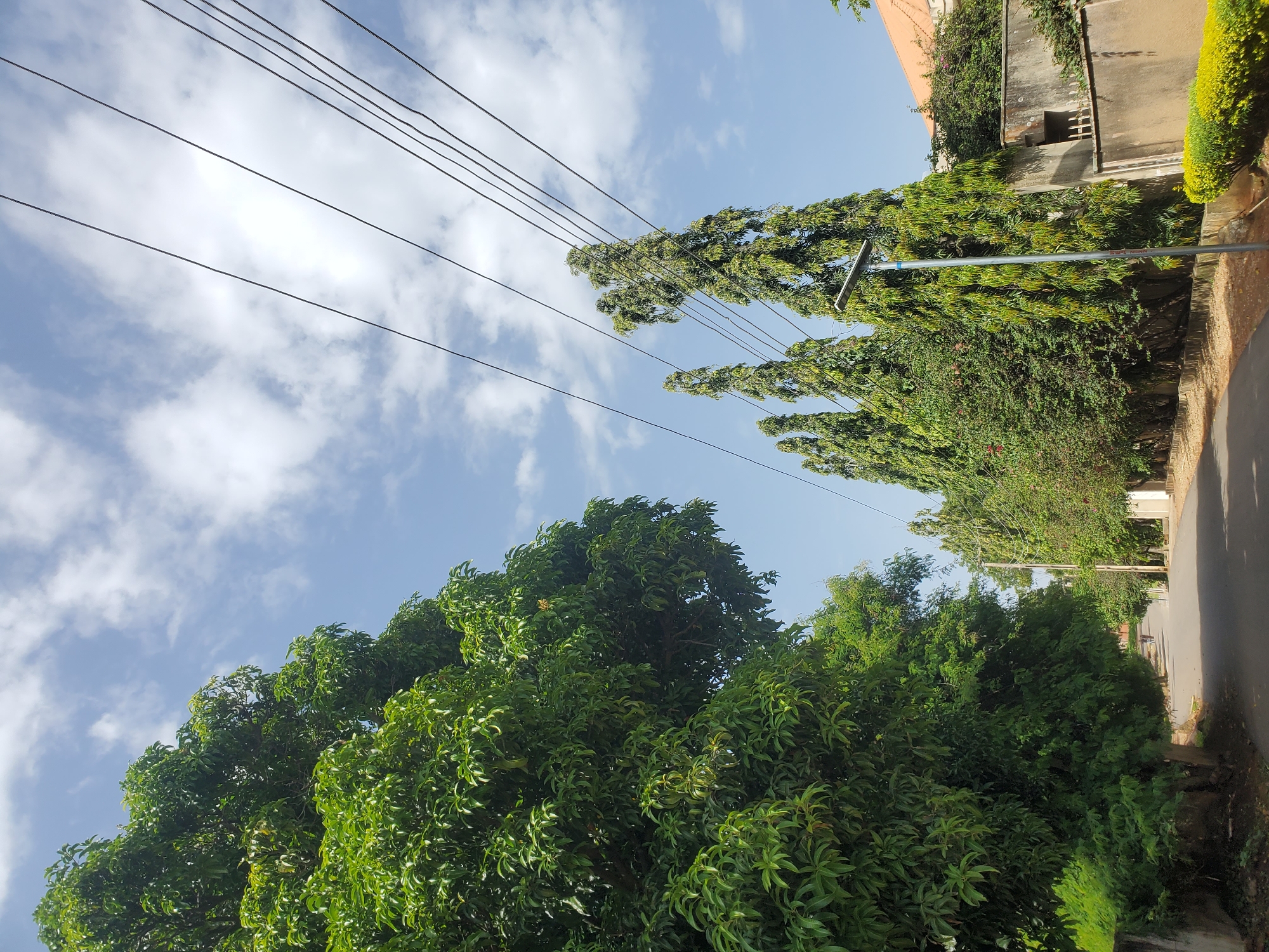 This media file displays a street scene with lush green trees lining a paved road under a bright blue sky with scattered white clouds. In the foreground, large leafy trees dominate, with their branches reaching upwards. Beyond them, taller, slender trees with feathery foliage grow, interspersed with the electrical wires that crisscross the sky. To the right of the road, a building with a textured, weathered wall and an orange-tiled roof is visible, partially obscured by vegetation. A neatly trimmed yellow-green hedge borders the edge of the road near the building. A light post with a fixture is also present among the trees. The scene appears to be an outdoor setting in a tropical or subtropical climate, given the dense foliage and the clear, sunny sky. The orientation of the image is such that the sky and the tops of the trees are towards the left, suggesting the photo was taken with the camera tilted. The overall impression is one of a peaceful, sun-drenched day in a residential or suburban area. There is no visible text in the image.