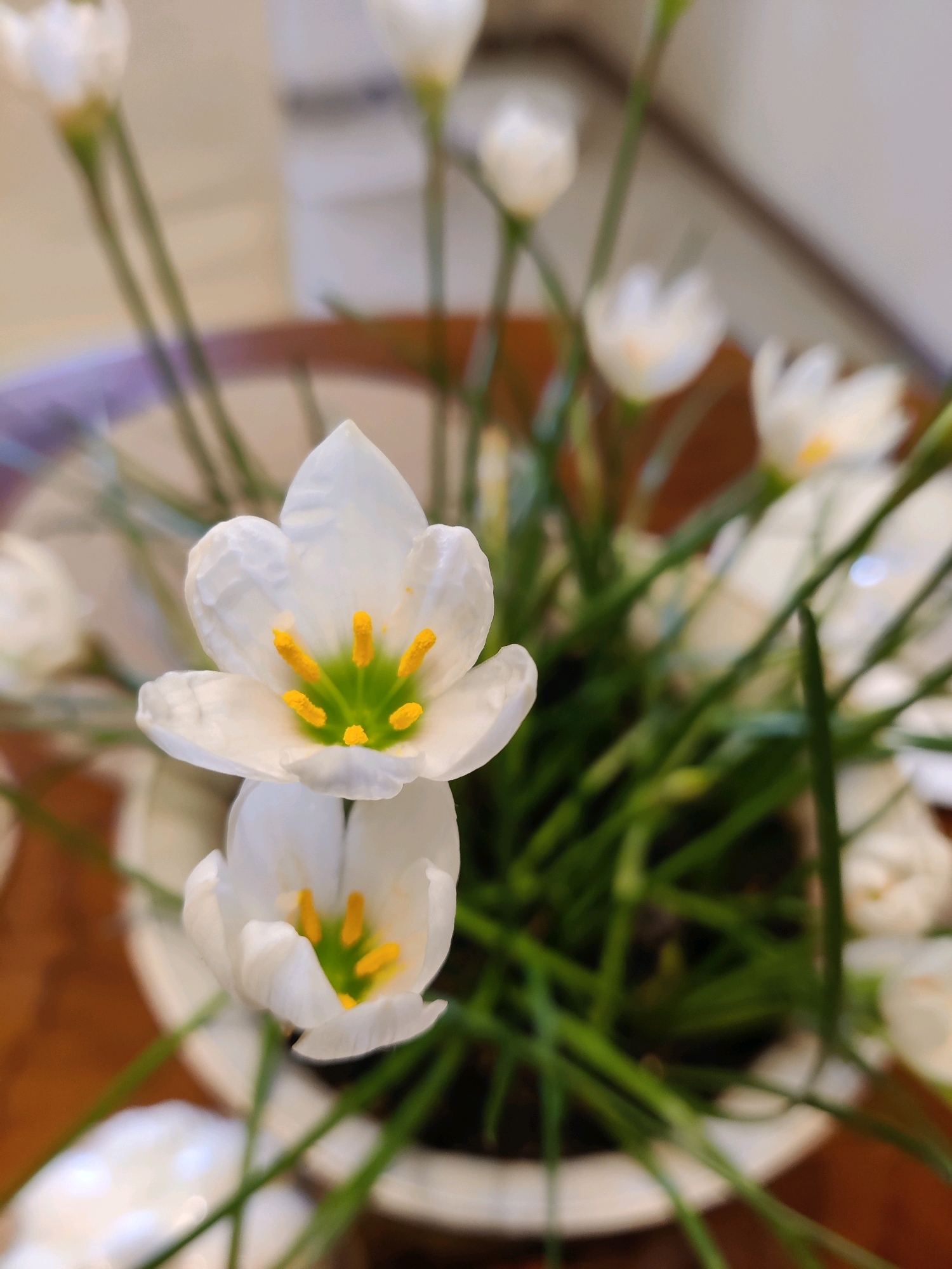 A close-up, slightly blurred, shallow depth of field photograph shows a pot of white rain lilies. Two of the flowers are in focus in the foreground, with delicate white petals and vibrant yellow stamens. The lilies are situated in a white pot, with green stems and leaves filling the background. The pot appears to be on a wooden surface, possibly a table. The background is out of focus, showing hints of neutral-colored walls and perhaps a window. No specific location in Krasnodar, Russia is identifiable from the image.