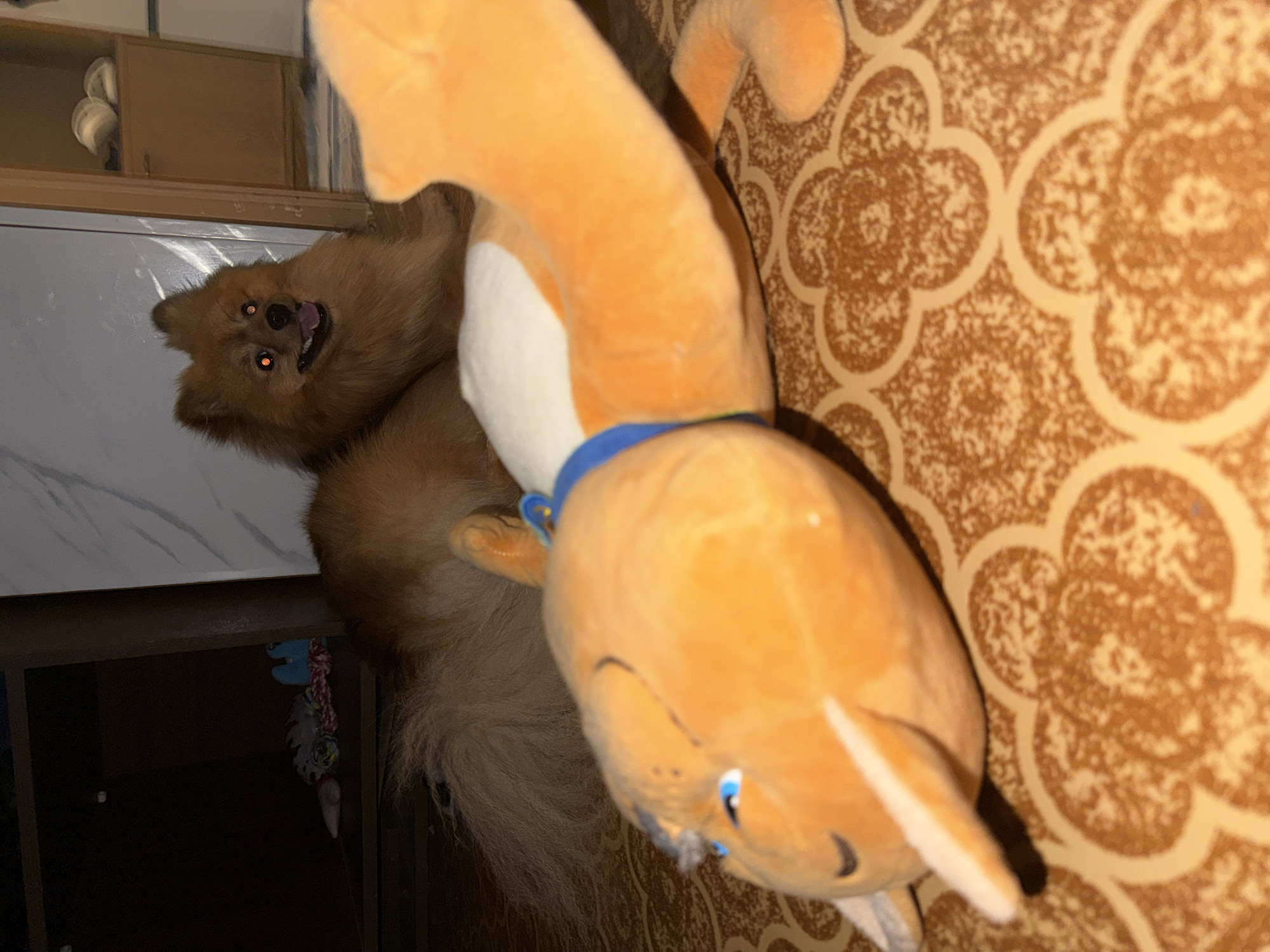 A small, brown Pomeranian dog is sitting next to a large, orange stuffed animal fox with a white belly and a blue collar. The dog is positioned in front of a white cabinet or countertop. The background is a patterned brown and white rug or blanket. A small toy for pets can be seen in the background.
The location is not evident based on the image alone. It is not possible to confirm it is in Khimki, Russia.