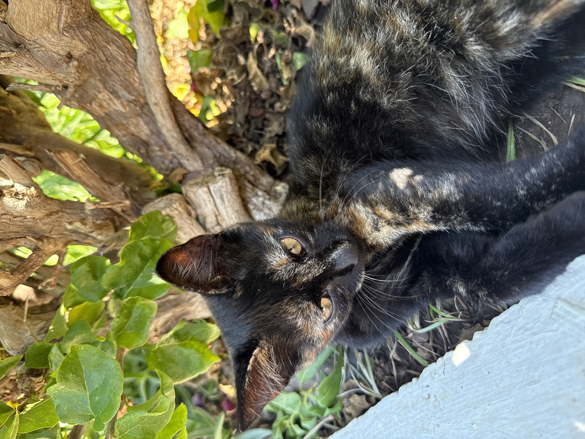 A tortoiseshell kitten lies on the ground near a bush with green leaves and a tree trunk. The kitten's fur is a mix of black, orange, and brown. Its eyes are golden and it is looking to the left. The ground is covered with dry leaves and some grass. A white border is visible on the left side of the image. The scene is outdoors, in natural light.