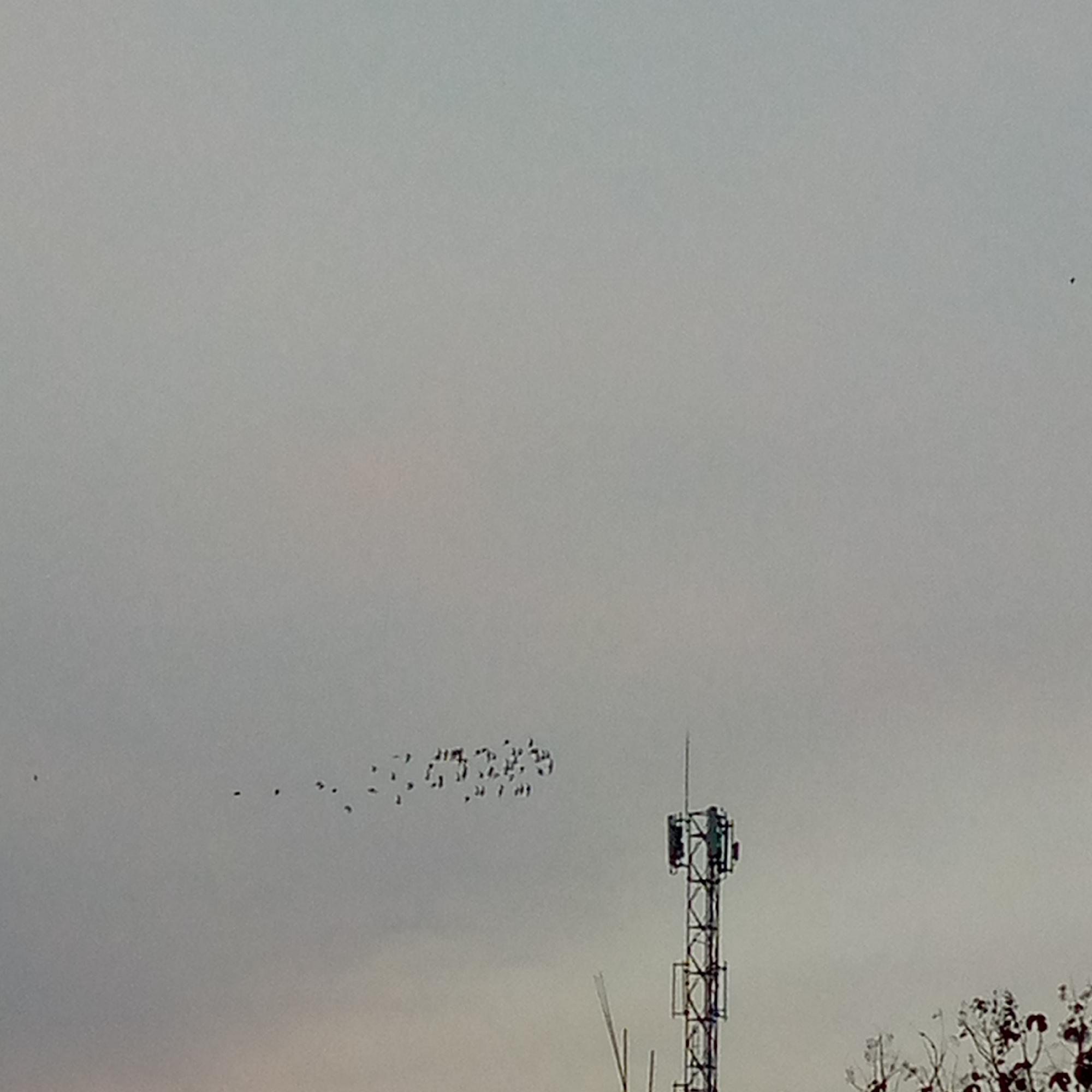 The image shows a telecommunication tower in Pacing, Indonesia, under a hazy sky. A flock of birds is visible in flight to the left of the tower. The tower itself is a metal lattice structure with antennas at the top, and some green foliage is visible at the bottom right of the frame. The overall lighting suggests it might be late afternoon or early morning.