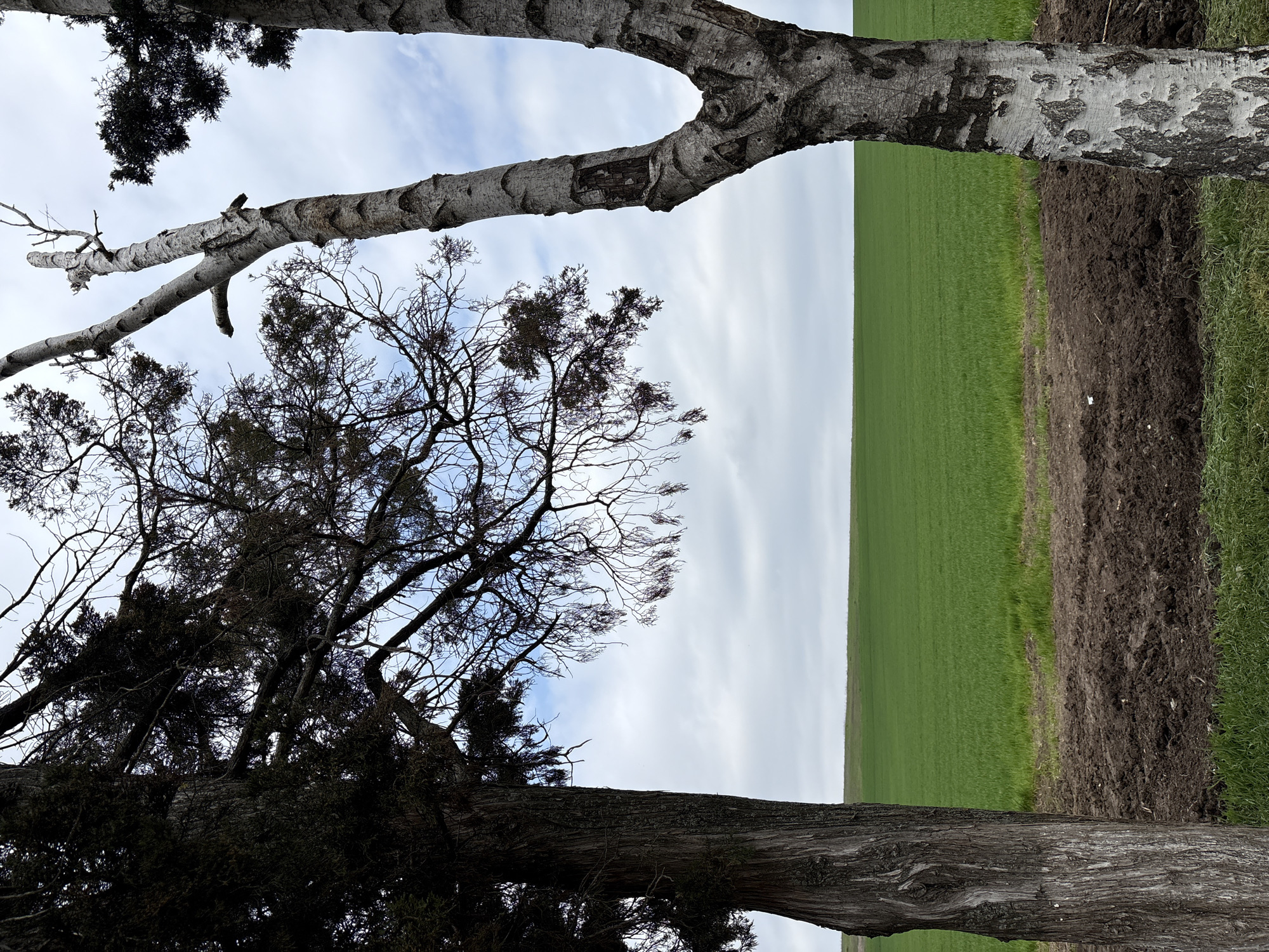 The image shows a rural landscape in or near Gradets, Bulgaria, featuring a green field under an overcast sky. Two trees frame the view. One tree, on the right, has smooth, white bark characteristic of a birch tree. The other tree, on the left, is darker and appears to be an evergreen with a dense canopy and textured bark. A strip of tilled soil separates the field from the grass closer to the viewer.