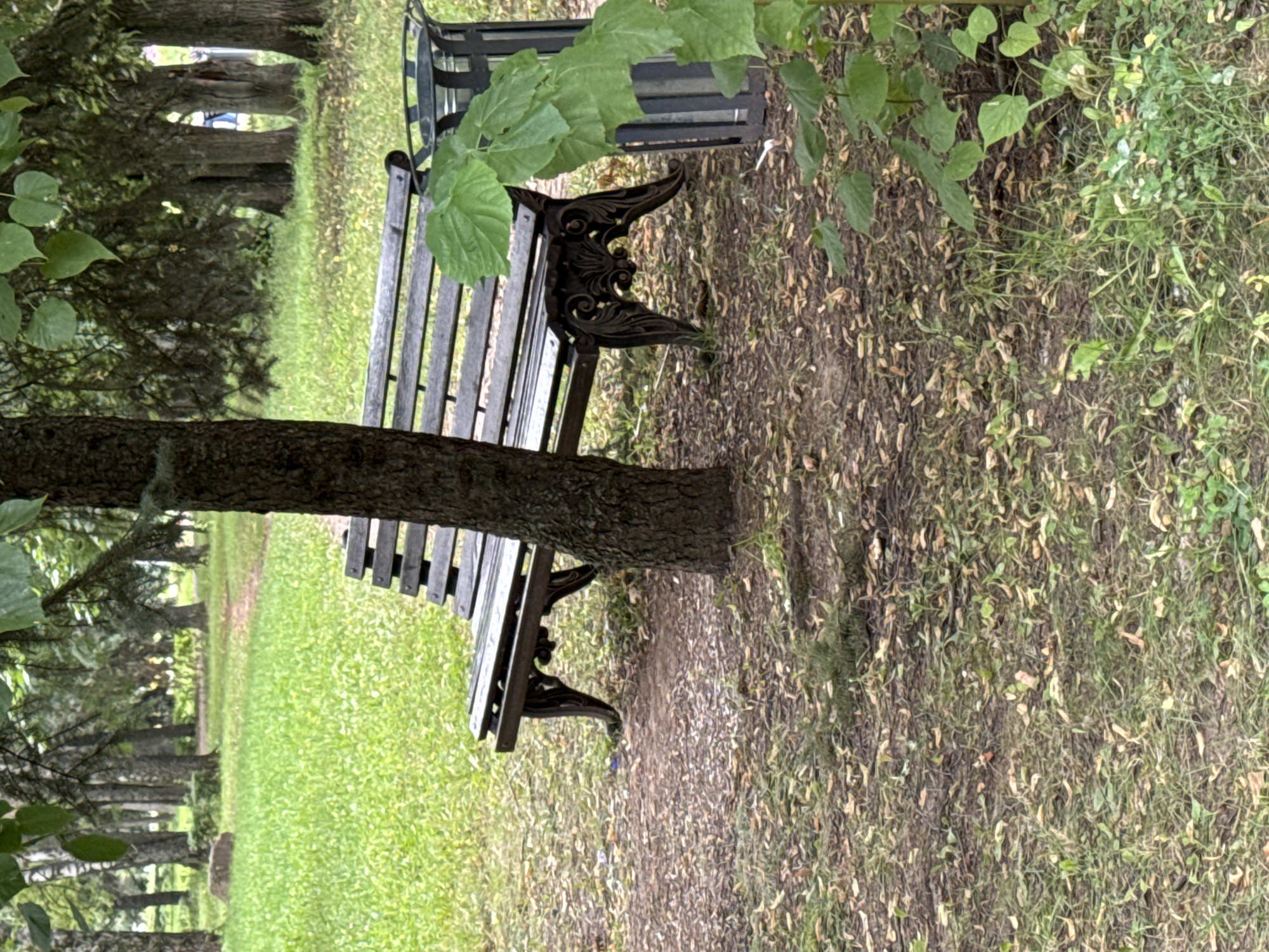 An eye-level, medium outdoor shot captures a weathered, dark-colored wooden park bench with ornate, black metal legs, positioned behind a tree trunk in a park. The bench is oriented to the right of the frame, with its back facing the viewer. A metal trash receptacle is visible to the right of the bench. The ground in front of the bench is covered with dirt, fallen leaves, and sparse green grass. Beyond the bench, a grassy area stretches into the background, dotted with trees and a pathway. The lighting is overcast, creating a subdued atmosphere. No people are present in the scene.
