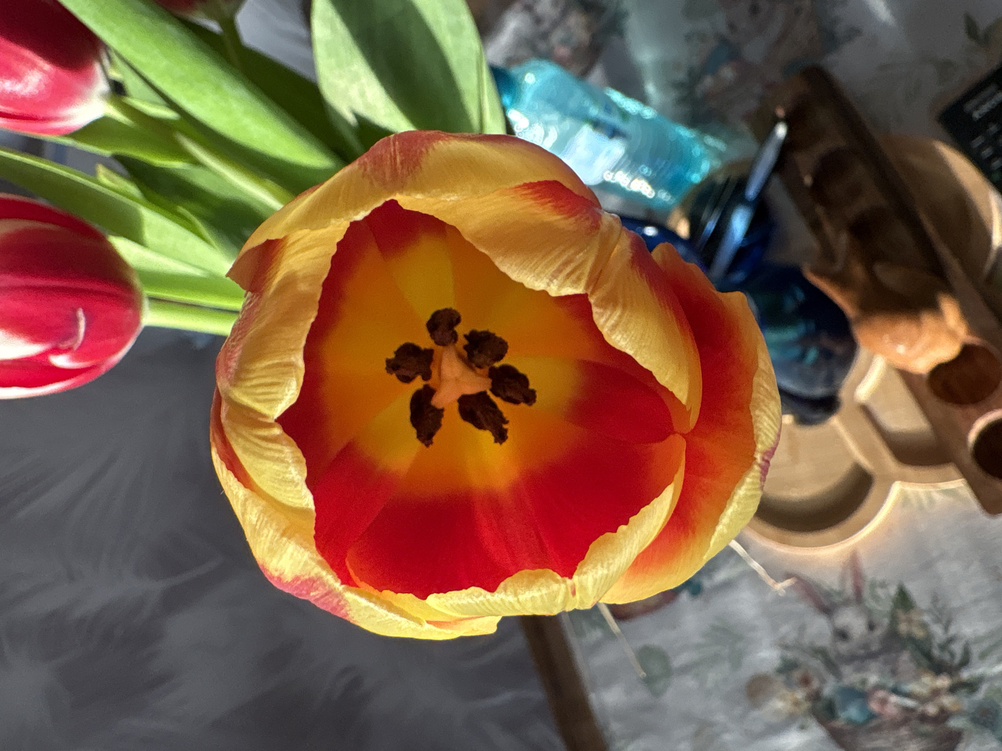 A close-up, high-angle shot depicts a tulip flower with red and yellow petals. The flower's center features dark brown stamens. Partially visible to the left are other red and white tulips with green stems and leaves. In the blurred background, a light blue glass object is visible, along with a wooden tray with circular holes. The background also reveals a patterned surface, potentially a tablecloth, with floral and bunny motifs. The exact location in Burgas, Bulgaria cannot be determined from the image.
