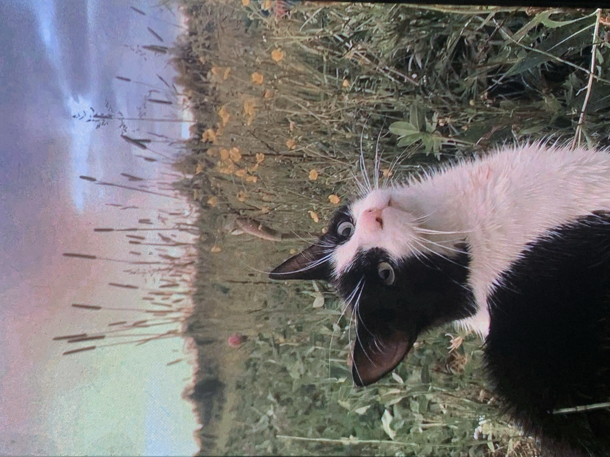 A black and white cat with green eyes is looking up at the camera. The cat is in a field of tall grass and yellow flowers. The sky is cloudy and there are some reeds in the background. The image has a soft, pastel color palette, with hints of pink, purple, and green. There is no visible indication of the city of Nizhny Tagil, Russia, or any specific location. The scene is a natural outdoor environment.