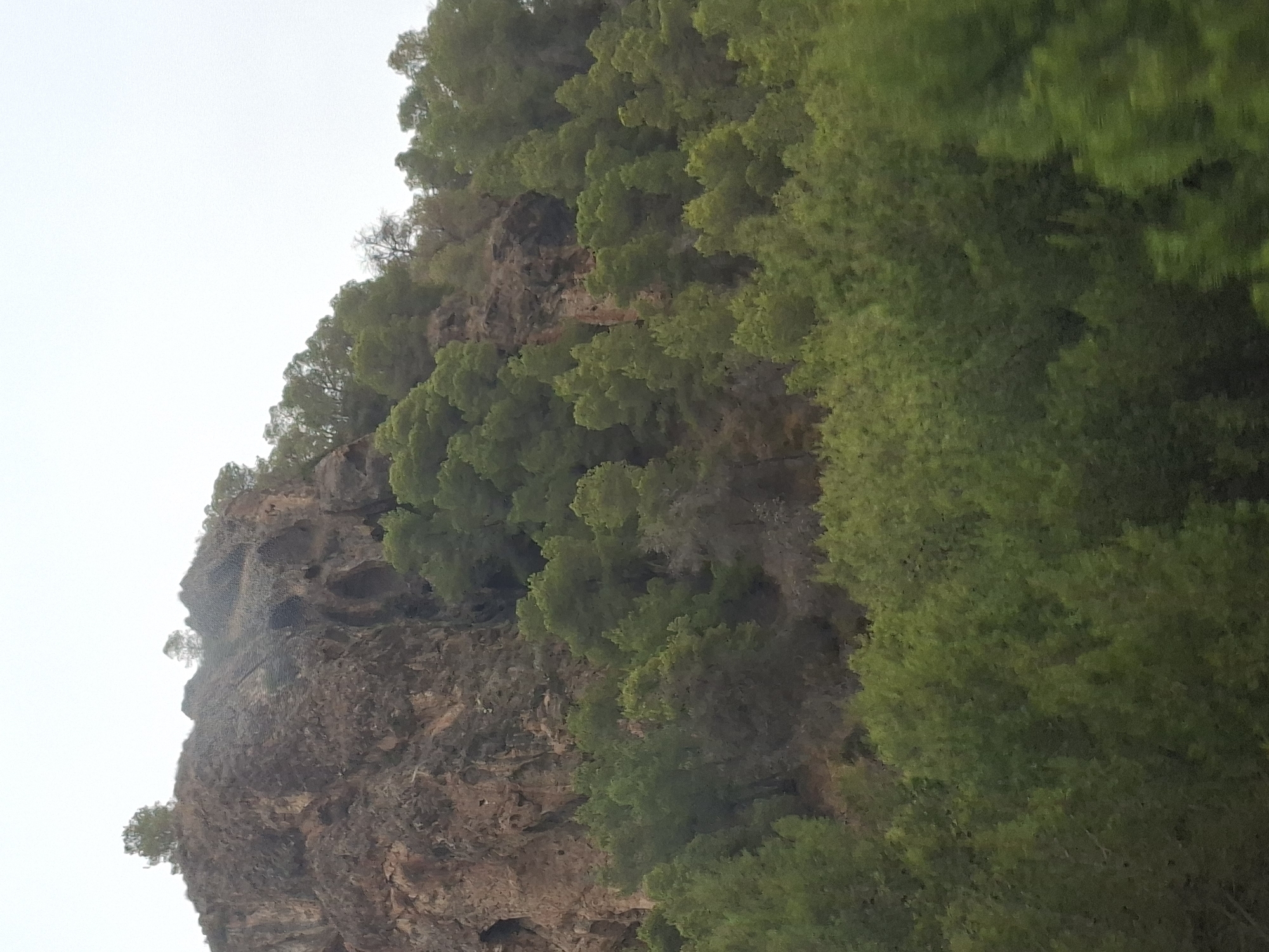 The image shows a rocky cliff face partially covered with green foliage. The cliff is steep and appears to be made of reddish-brown rock. There are several trees growing on the upper part of the cliff, and a dense forest of green trees covers the lower slopes and the foreground. The sky is overcast and light gray, suggesting a cloudy day. The scene appears to be a natural landscape, possibly a mountainous area or a rugged hillside. Without further information, the specific location within Murcia, Spain, cannot be determined.
