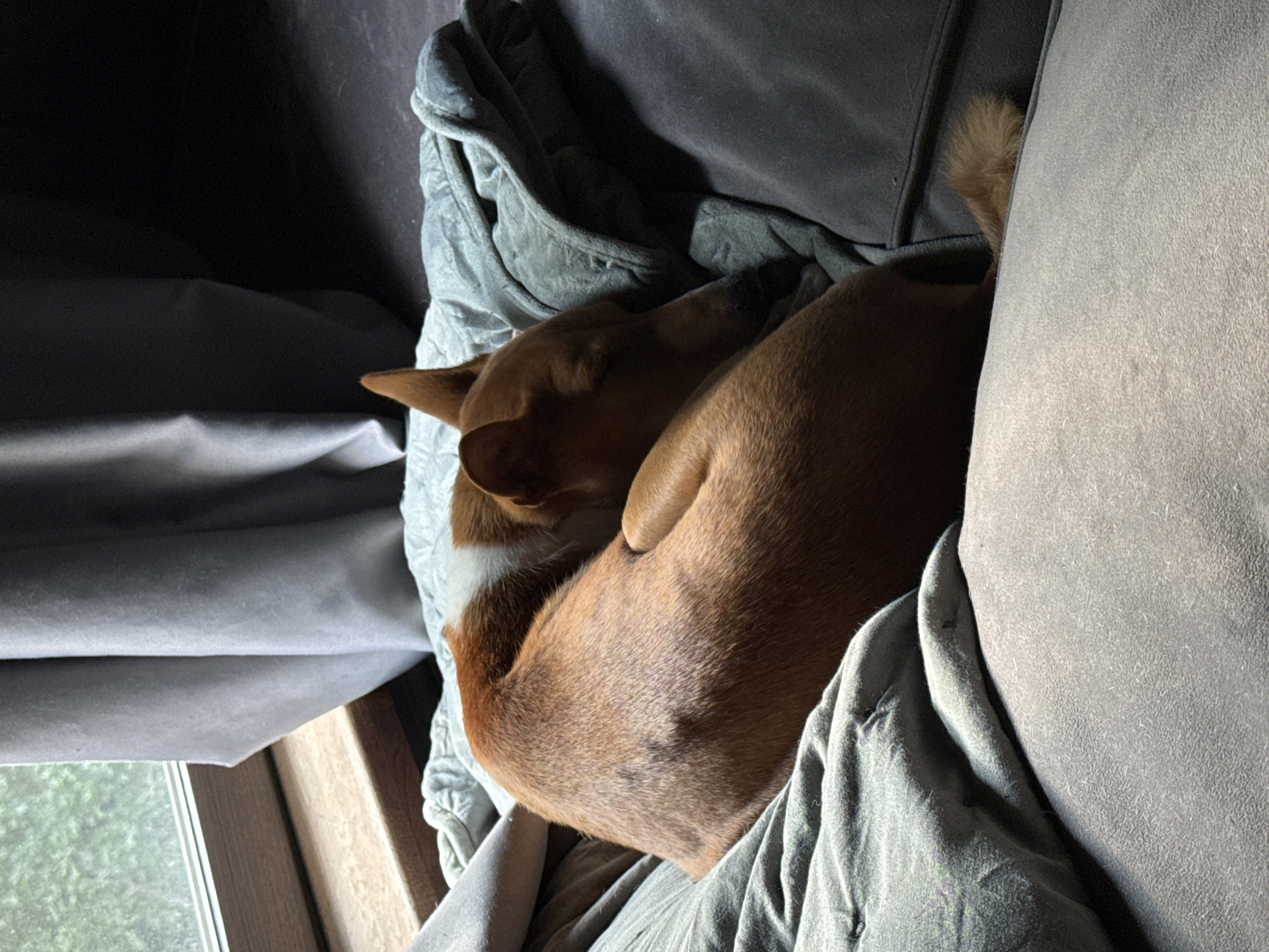 A dog is curled up sleeping on a couch in a dimly lit room. The dog is a medium-sized breed with reddish-brown fur and white markings on its chest and legs. It is tucked into a ball, with its head resting on its paws. The couch is covered in soft, gray blankets, and the overall impression is one of comfort and peace.
The room appears to be a living room, with a window visible in the background. The window shows a glimpse of greenery outside, suggesting that the weather is pleasant. The sunlight streaming in from the window casts shadows on the couch, indicating that it is either morning or late afternoon. The overall mood of the image is calm and serene, with the sleeping dog conveying a sense of warmth and relaxation.
The scene is set in Цветочный Кп, Russia. There are no people visible in the image. The focus is entirely on the sleeping dog and its cozy surroundings. The image is well-composed, with the dog occupying the center of the frame and the blankets creating a soft, inviting texture. The lighting is subdued, which enhances the feeling of intimacy and tranquility.
There is no visible text in the image. The image captures a quiet moment of rest for the dog, inviting the viewer to experience a sense of peace and contentment.