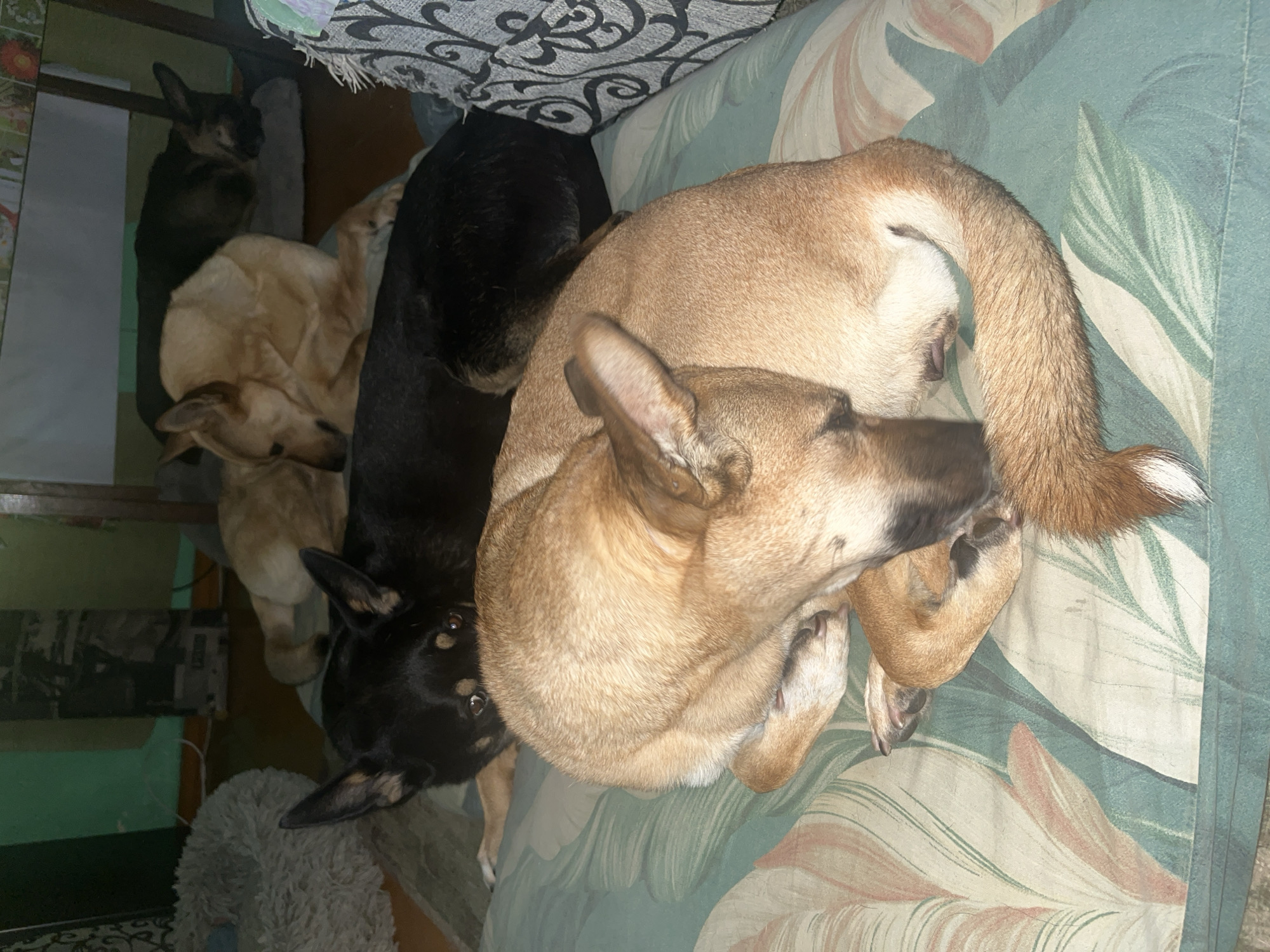 The image shows a group of dogs resting on furniture indoors. In the foreground, a tan-colored dog is curled up on a pillow with a tropical leaf pattern. Behind it, a black dog is lying down, partially visible. In the background, two other dogs, one tan and one dark-colored, are sleeping on dog beds. The room appears to be a domestic setting. There is no information in the image that can be used to determine its location in Nizhny Tagil, Russia.