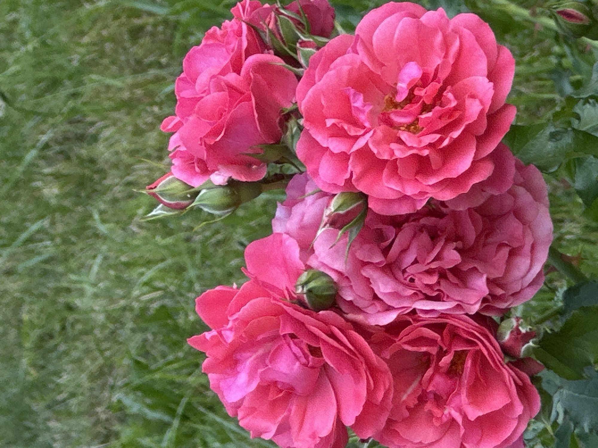 A close-up, vertical shot captures a cluster of vibrant pink roses in full bloom, with several rosebuds interspersed among them. The roses are the primary focus, showcasing their layered petals and rich color. Behind the flowers, a blurred background of lush green grass suggests an outdoor setting, likely a garden. The image does not contain any people or specific landmarks that would indicate its location in Podolsk, Russia, or any other city.