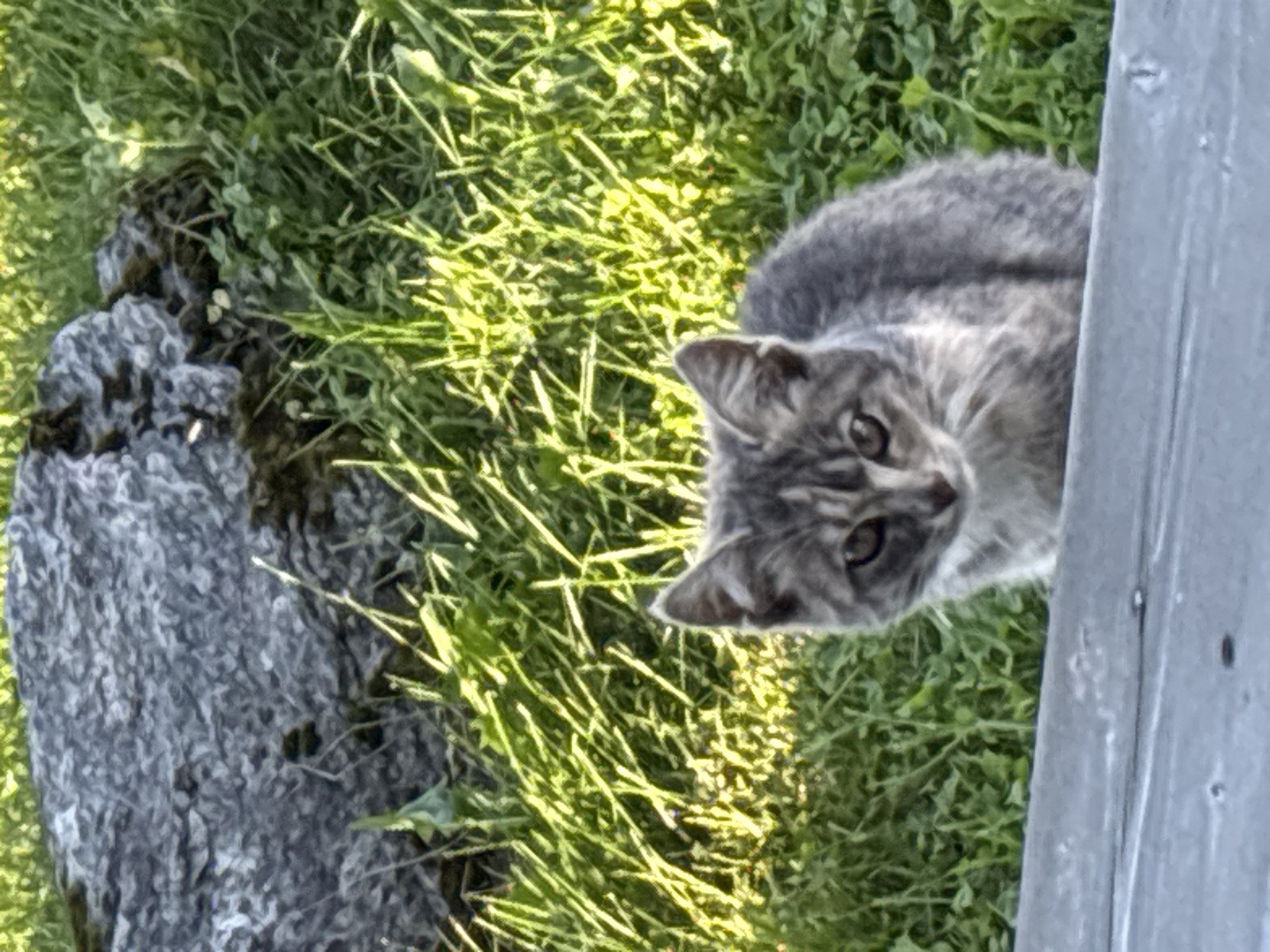 A grey tabby kitten is sitting on a wooden surface with green grass and a large rock in the background. The kitten is facing the camera with its ears perked up. The grass appears to be well-lit by sunlight, and there are some shadows in the background. The scene is outdoors, likely in a natural setting within the city of Zvenigorod, Russia.
