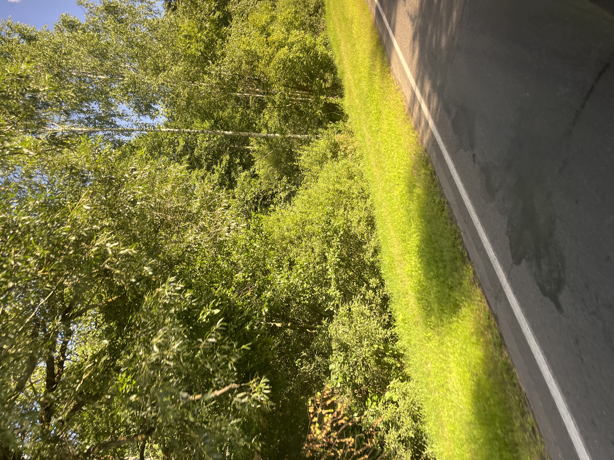 A wide shot captures a sunlit asphalt road bordering a lush green grassy verge, with a dense forest of deciduous trees lining the far side. The road is dark gray with a white line marking the edge of the grassy area. The grass is vibrant green, illuminated by the sun, creating a sharp contrast with the darker road. The forest is composed of various shades of green foliage, with some taller trees, possibly birches, visible among the dense undergrowth. The sky above is a clear blue. The image appears to be taken from a moving vehicle, as evidenced by the slight motion blur and the perspective of the road. The scene depicts a rural or roadside environment, likely in the Мядзельскі сельскі Савет, Belarus, during daylight hours.