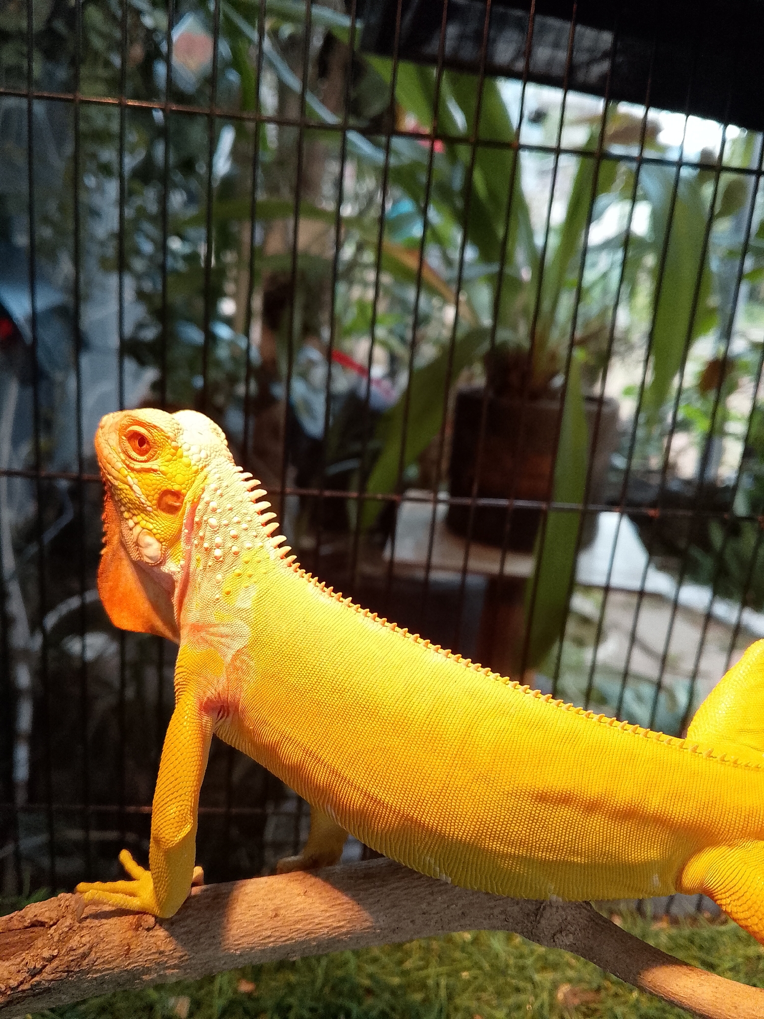 A vibrant yellow iguana with orange accents is perched on a wooden branch in an enclosure. The iguana's head is turned to the left, and its eye is clearly visible. The background consists of a wire cage, greenery, and a potted plant, suggesting an indoor habitat. The lighting highlights the iguana's scales and texture. The image was captured in Tasikmadu, Indonesia.