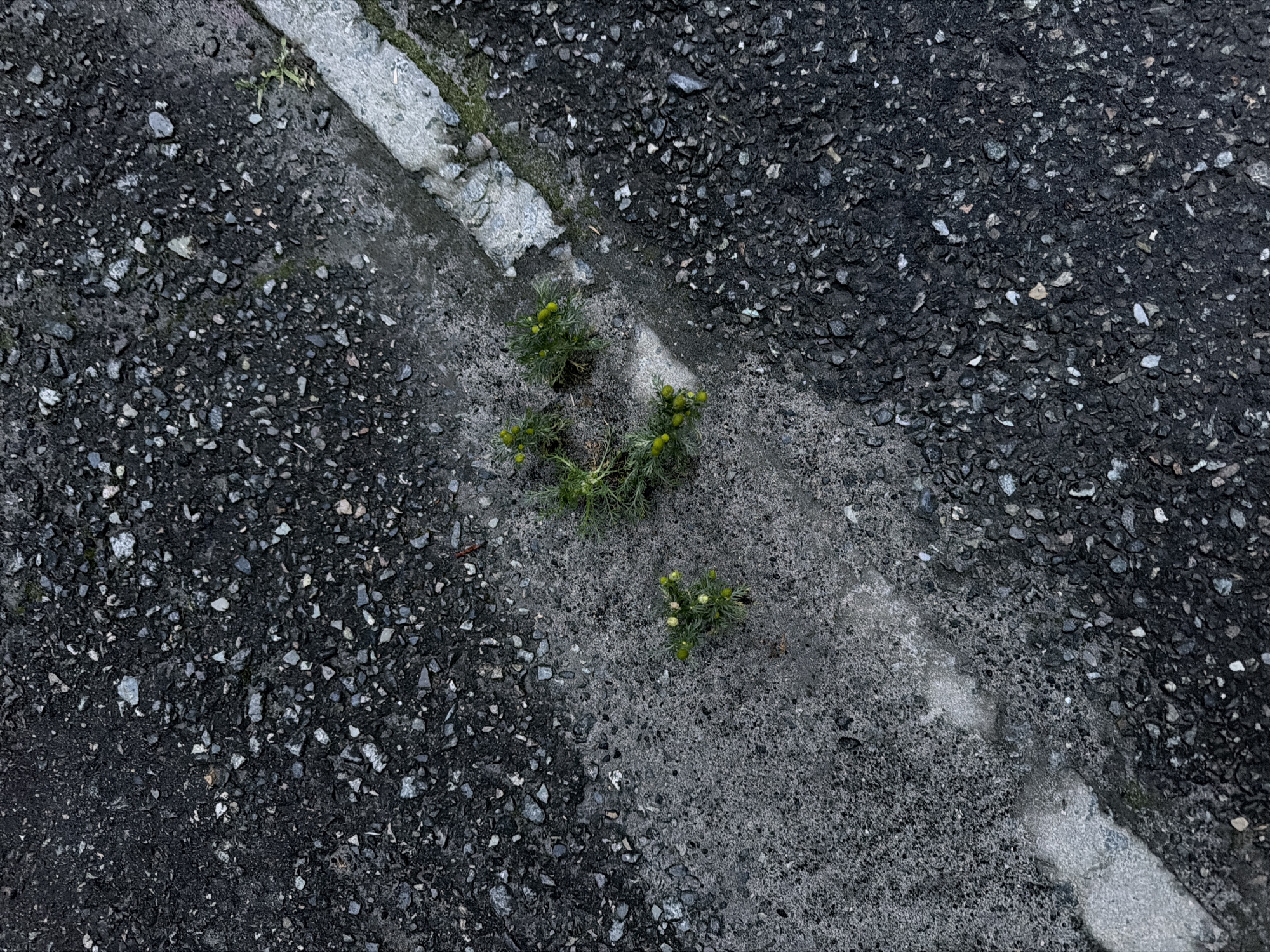 This is a high-angle, close-up, full-frame shot of a cracked asphalt surface with a white painted line running diagonally from the lower left to the upper right. Two small plants with yellow buds are growing in a crack in the asphalt. The environment appears to be an outdoor urban setting, possibly a road or pathway in Surgut, Russia. The asphalt is dark gray and textured with small pebbles. The white line is weathered and shows signs of wear. There are no people or animals visible in the image.
