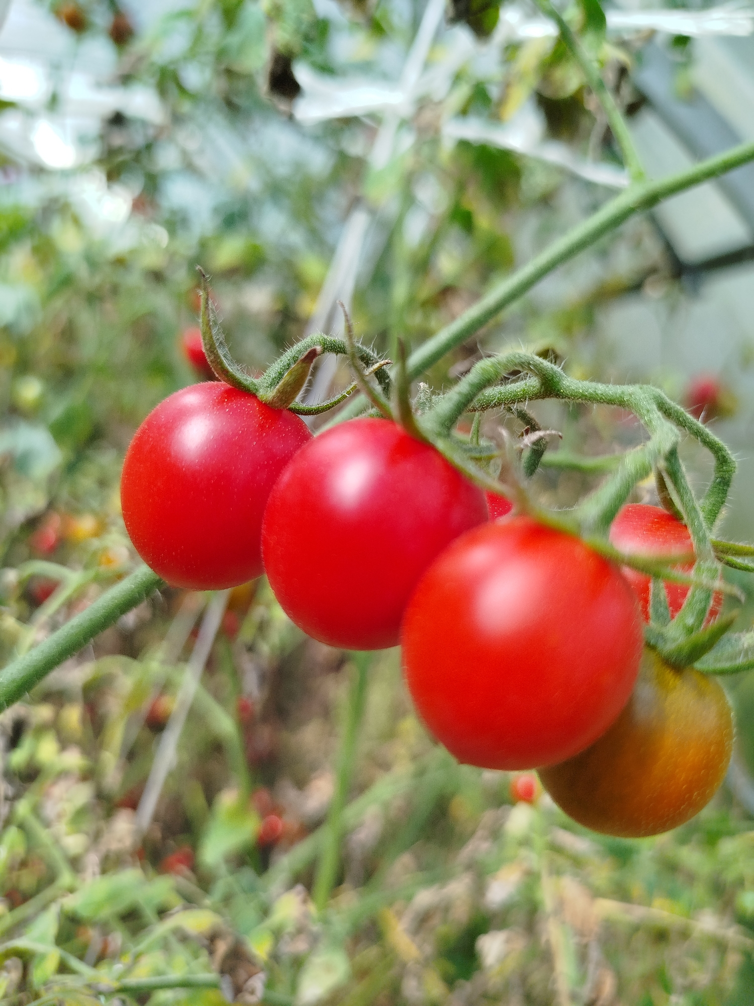 The image shows a close-up view of several ripe, red cherry tomatoes growing on a vine in a greenhouse. The tomatoes are clustered together on a green stem, with some of the fruit still showing hints of green or turning to a darker hue, indicating they are ripening. The background is softly blurred, showing more of the greenhouse environment with green foliage and structures. The lighting suggests it is daytime, likely filtered through the greenhouse's translucent roof. The scene appears to be an agricultural setting within the city of Chkalovskoye, SNT, Russia, focusing on the cultivation of tomatoes. There are no people or animals visible in the image, and no discernible actions or interactions are taking place beyond the natural growth of the plants.