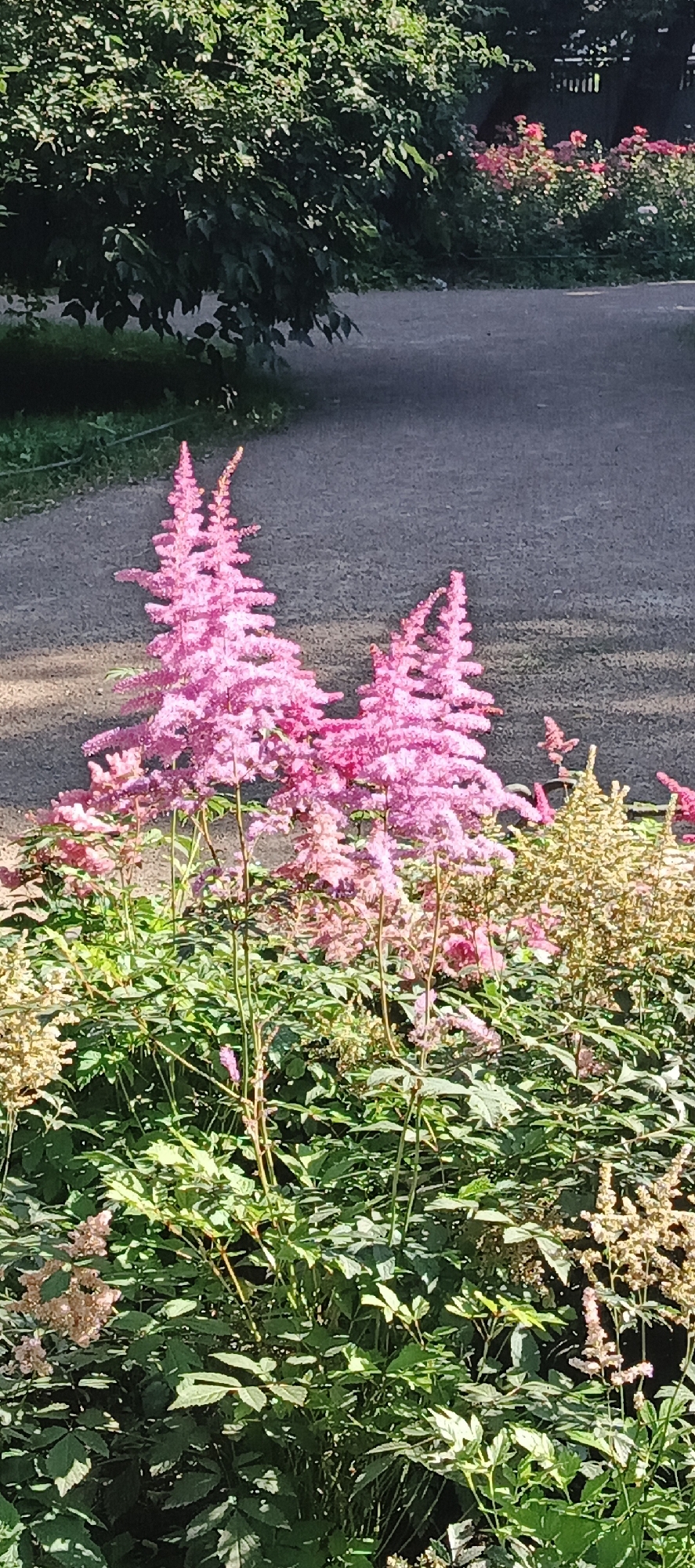 This image depicts a garden path in Saint Petersburg, Russia, with a focus on a cluster of vibrant pink Astilbe flowers. The flowers are in full bloom, their feathery plumes reaching upwards, creating a striking contrast against the muted tones of the surroundings. The path appears to be made of asphalt or gravel, and it curves gently through the garden, suggesting a park or a well-maintained residential area. Lush green foliage forms a dense backdrop to the flowers, with the dappled sunlight creating pockets of light and shadow. In the distance, trees with dark green leaves cast long shadows, hinting at a tranquil, natural setting within the city. The overall impression is one of natural beauty and serenity, with the Astilbe flowers serving as the undeniable focal point of the scene.