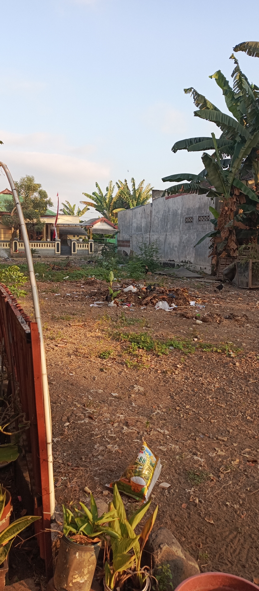 The image depicts a somewhat unkempt outdoor scene in Jatisari, Indonesia, with a focus on a vacant lot filled with debris and vegetation. In the foreground, several potted plants are visible, including a large plant with broad, green leaves in a dark pot and another with striped leaves in a white pot. A bag of what appears to be fertilizer, labeled "-88", lies on the ground near the plants. A reddish-brown metal fence runs along the left side of the frame, with a white pole standing vertically next to it.
The middle ground reveals a collection of refuse and natural debris, including branches, plastic bags, and scattered trash, spread across the dry, brown earth. A few chickens are present amidst the debris. Beyond this, a residential area is visible. Houses with green tiled roofs and decorative yellow fences line a street. A national flag, red and white, is prominently displayed on a pole in front of one of the houses. Banana trees with large, drooping leaves are scattered throughout the scene, adding to the tropical atmosphere. A rough, gray concrete wall forms a backdrop for part of the lot, with a small window-like structure visible on its surface. The sky above is a clear, pale blue, with a hint of clouds, suggesting it is daytime, likely late afternoon due to the warm light. The overall impression is of a rural or semi-urban environment in Indonesia, characterized by a mix of residential structures, natural elements, and areas of neglect.