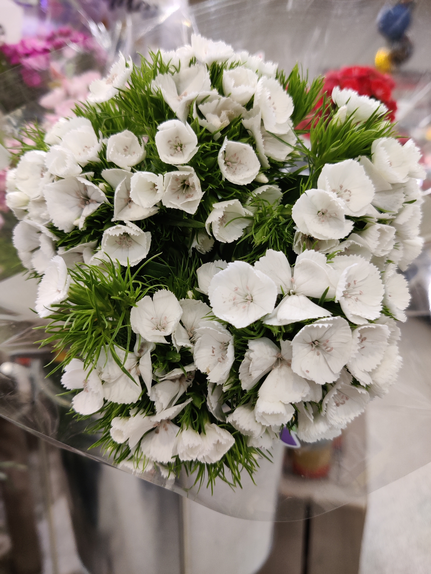 A close-up, high-angle shot shows a bouquet of small white flowers with green foliage, likely dianthus or sweet william, wrapped in clear plastic. The flowers are densely packed, with delicate, ruffled petals and prominent stamens. The background is blurred, but hints of other floral arrangements in shades of pink and red can be seen, along with some indistinct figures in the distance, suggesting a commercial setting such as a florist shop or grocery store display. The lighting is bright, and the overall impression is one of freshness and vibrant color, despite the dominant white of the main subject. The scene is devoid of any discernible landmarks that would indicate its specific location within Mechanicsburg, United States of America.