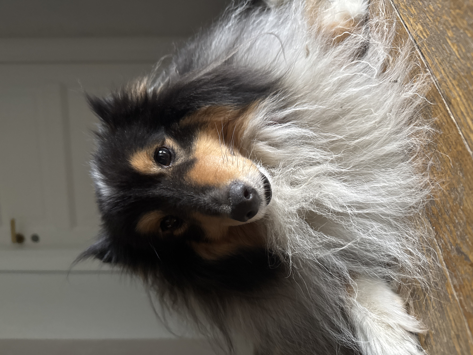 A medium shot captures a Rough Collie dog with tricolor fur lying on a wooden floor. The dog's head is angled slightly to the right, with its eyes looking directly at the camera. Its fur is long and fluffy, with distinct black, brown, and white markings. The background is blurred, showing a plain, light-colored wall with a door handle on the left side. The lighting suggests an indoor setting, possibly a home. There are no people or other animals visible in the image. The scene is devoid of any specific Moscow landmarks or identifiable urban elements.