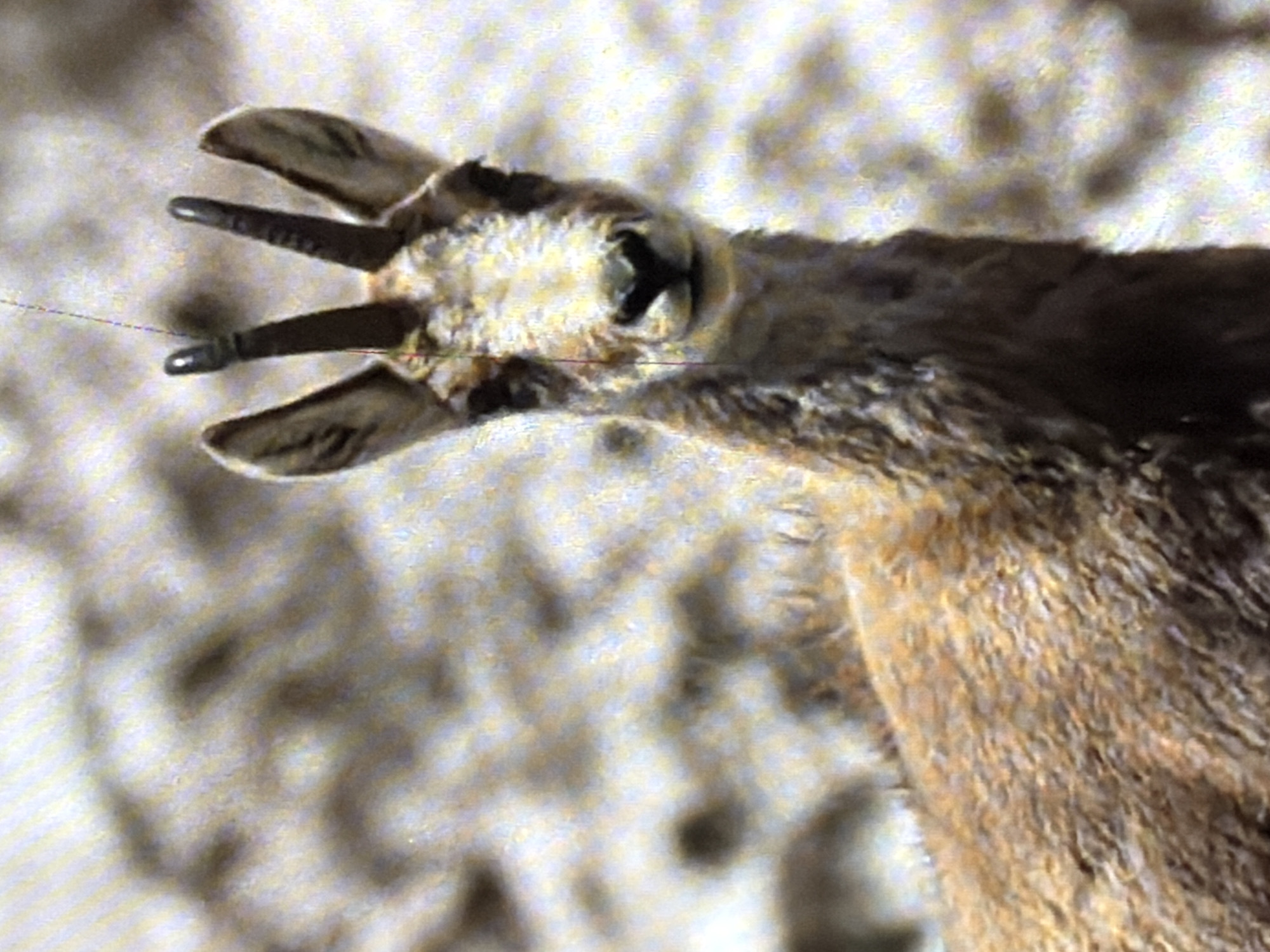 A close-up, head-on shot captures a mountain goat. The goat's fur is a mixture of brown and tan. Its horns are short and black, curving backward. The goat's face is lighter in color than its body, with dark eyes and a dark nose. The background is out of focus and appears to be a rocky, mountainous terrain.