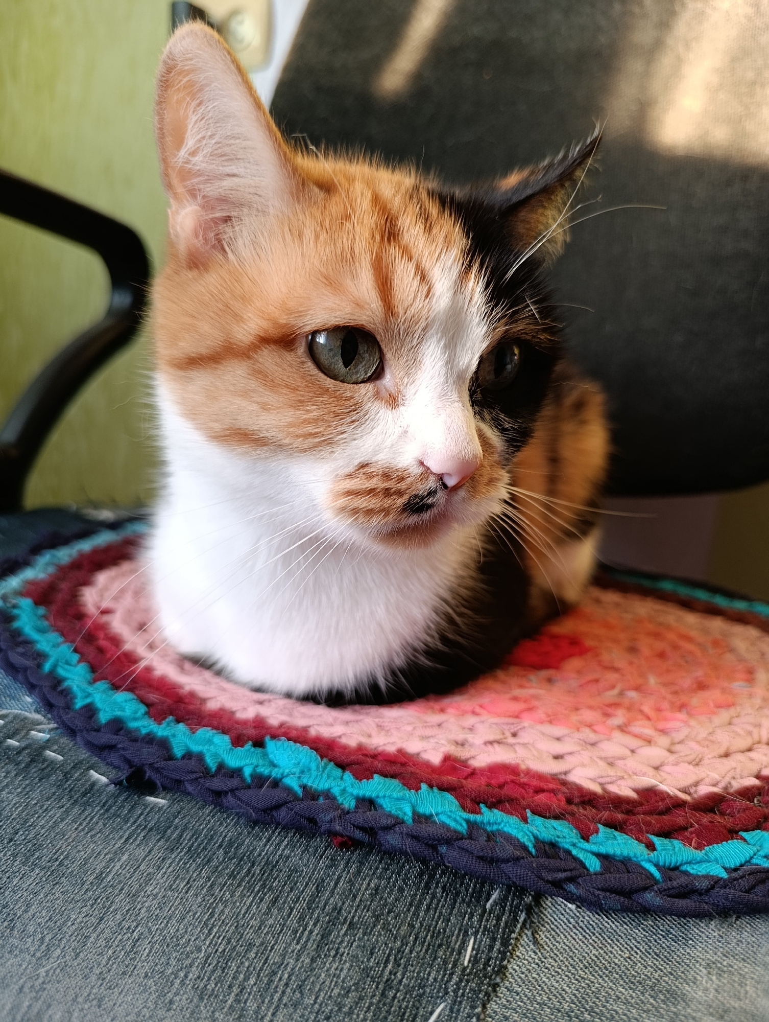 A calico kitten is sitting on a circular, colorful mat. The mat is made of woven fabric strips in shades of pink, red, turquoise, and navy blue, and it rests on a surface that appears to be made of denim material with visible stitching. The kitten has patches of orange, white, and black fur. Its face is turned to the right, with green eyes and a pink nose. The background is out of focus, showing a dark, textured surface and a hint of a pale green wall. The lighting suggests it is daytime, with sunlight casting shadows. The image does not provide any information about the city of Alexandrov, Russia.