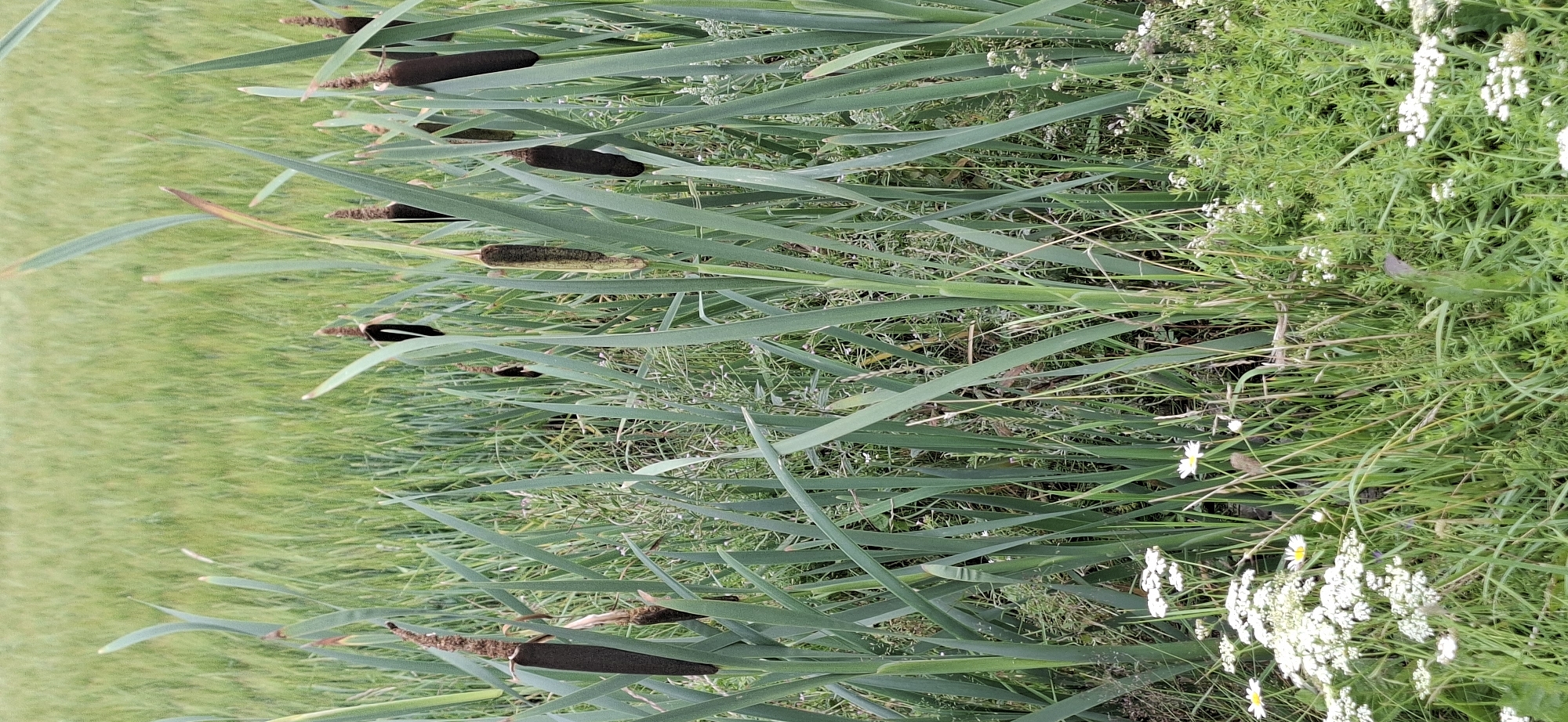 The image shows a close-up view of cattails growing in a grassy area, possibly near a body of water. The cattails have dark brown, cylindrical seed heads, and their long, green leaves are prominent in the foreground and midground. In the lower portion of the image, there are several small white wildflowers scattered amongst the grasses. In the background, there is a field of green vegetation, likely crops, which appears blurred due to shallow depth of field. There are no people or animals visible in the image. The overall scene is natural and depicts a wetland or marshy environment. The location in Orimattila, Finland, suggests this is likely an outdoor, natural setting within or near the city.