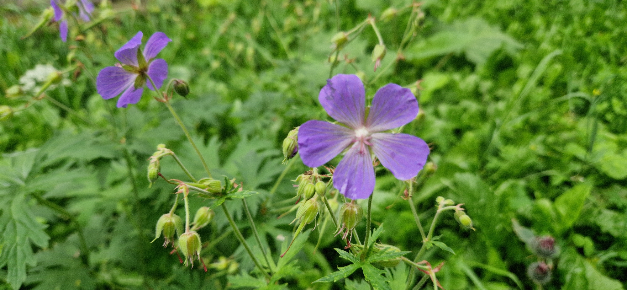 The image is a close-up, eye-level shot of a cluster of purple wildflowers, likely Geranium, with green foliage in the background. Two prominent purple flowers are in focus, one on the right side of the frame and another slightly to the left and further back. The flower on the right has five petals with a lighter center, and its stem is adorned with several closed buds. The flower to the left also has five petals and is positioned above a cluster of similar buds. The background consists of lush, out-of-focus green leaves and stems, suggesting a natural outdoor environment. The lighting appears to be natural daylight, creating soft shadows and highlighting the delicate details of the flowers. The image captures a moment of natural beauty in a garden or meadow setting.