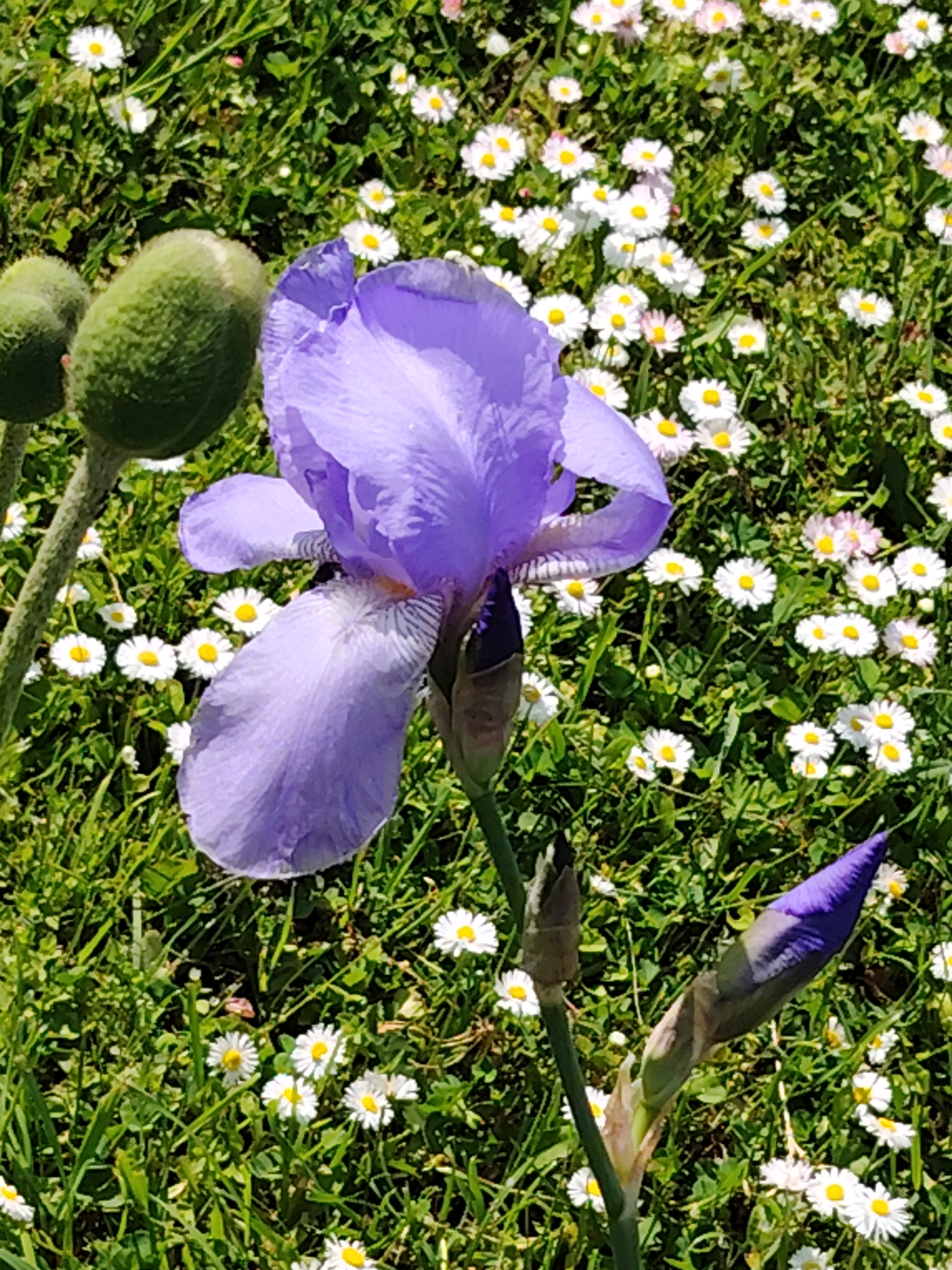 A close-up, eye-level shot captures a cluster of flowers, prominently featuring a large, open purple iris in the center. To the left of the iris, two fuzzy, green poppy buds are visible, one slightly in front of the other. Below and to the right of the iris, a closed purple iris bud stands upright. The flowers are set against a backdrop of lush green grass interspersed with numerous small white daisies, their yellow centers stark against the petals. The sunlight casts dappled shadows across the scene. The location is identified as Unknown, Unknown.