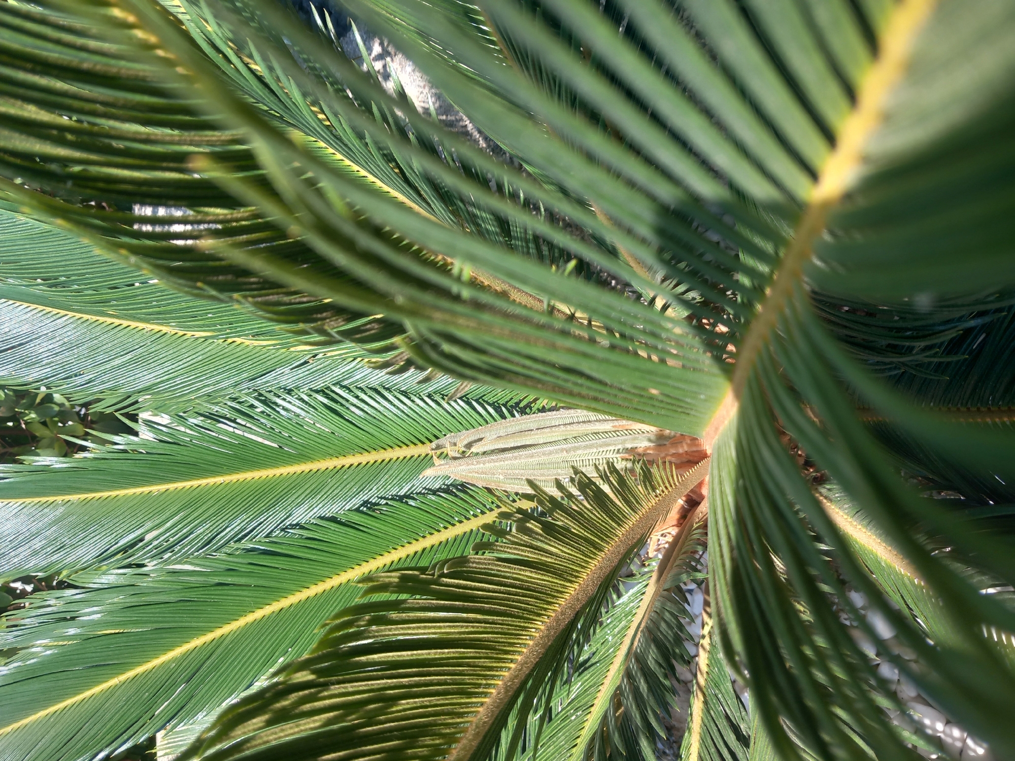 This is a close-up, vertical, eye-level shot of a sago palm. The fronds are a vibrant green with prominent yellow midribs. Some fronds are sharply in focus, revealing their fine, serrated edges, while others are blurred, creating a sense of depth and movement. The center of the plant shows a cluster of new, lighter green growth. The background is out of focus, with hints of greenery and a sandy or rocky surface below. The lighting suggests it is daytime, with sunlight casting shadows and highlighting the texture of the leaves. The scene appears to be outdoors, in a location that could be a garden or public space in Άγιος Νεκτάριος, Greece. There are no people or discernible actions taking place.