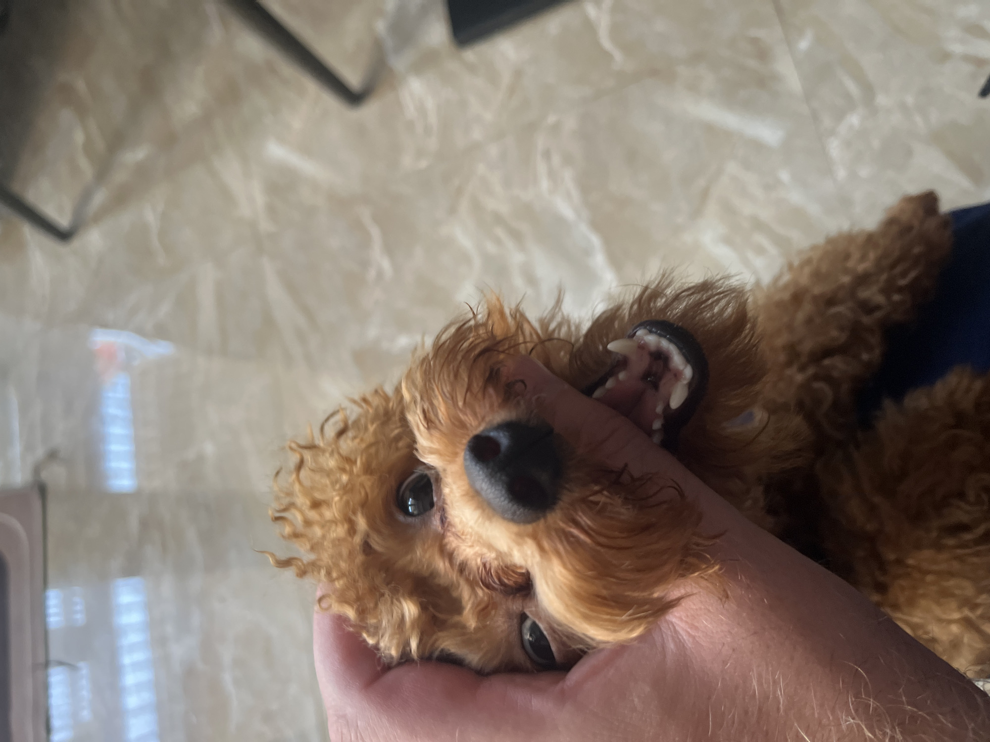 The image displays an indoor scene in Bac Nha Trang Ward, Vietnam, featuring a close-up of a small, light brown, curly-haired canine, consistent with a Poodle breed. A human hand, exhibiting light arm hair, is positioned around the dog's face, gently compressing its cheeks. The dog's mouth is open, revealing pink gums, a partial view of its tongue, and small, sharp white teeth. Its dark, round eyes are wide and directed forward. A section of dark blue fabric is partially visible beneath the dog. The background consists of a reflective, light-colored tiled floor with faint veining, displaying indistinct linear reflections, indicative of overhead light sources or windows. A dark, slender furniture leg is visible in the upper and lower right portions of the frame.