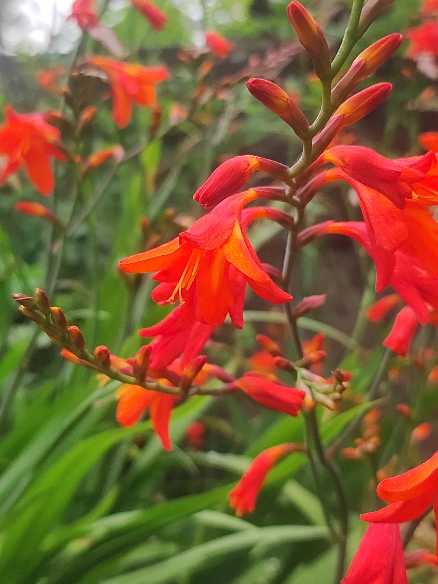 This is a close-up, vertical shot of bright red and orange flowers, likely Montbretia, in Batumi, Georgia. The flowers are clustered on green stalks, with some in full bloom and others as closed buds. The background is softly blurred, showing more of the plants and foliage, suggesting a garden setting. The lighting appears to be natural, possibly overcast or late afternoon, as there are no harsh shadows. The overall mood is serene and natural, highlighting the vibrant colors of the flowers against the lush green. There is no text visible in the image.