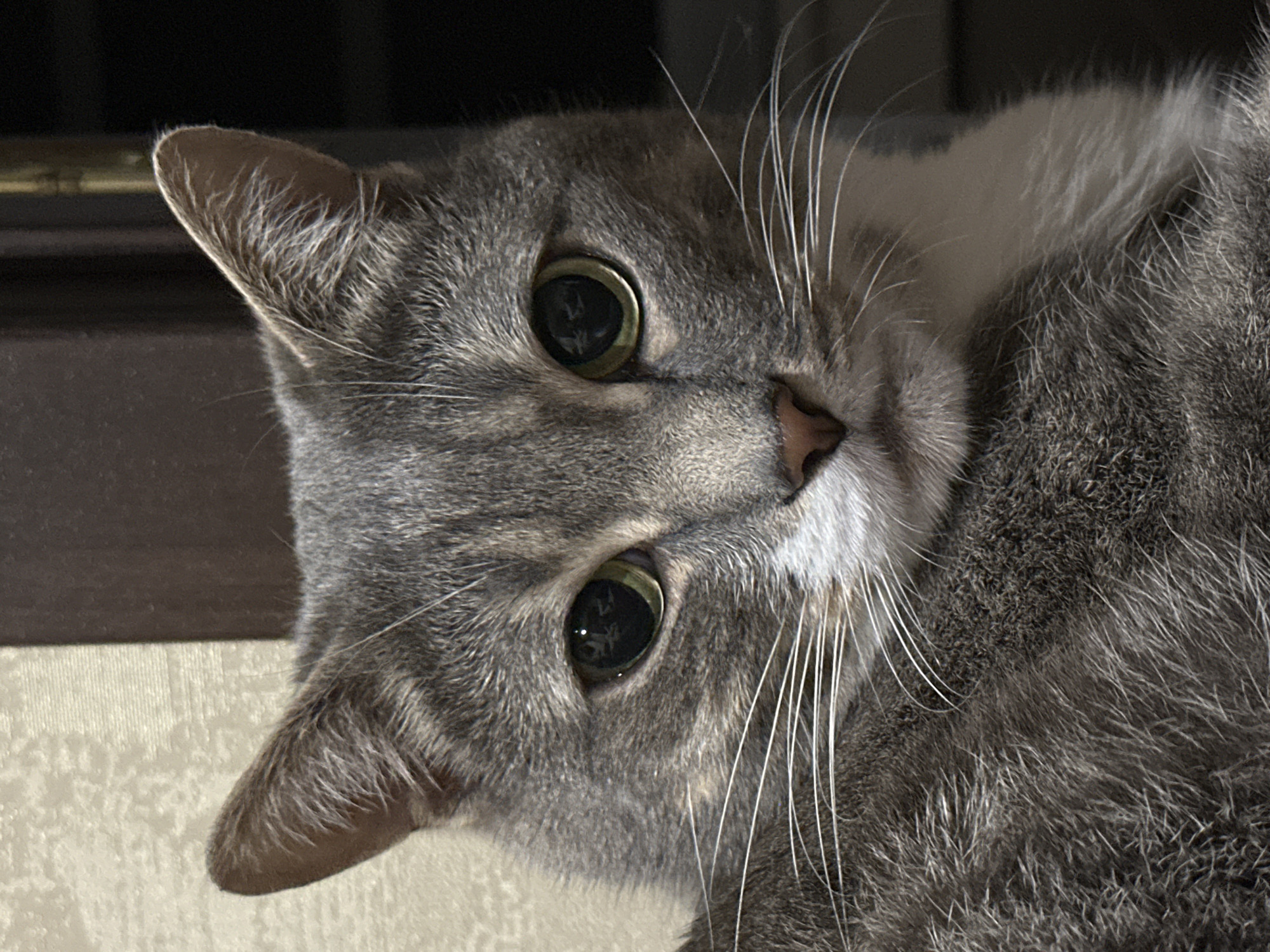 A close-up, head-on medium shot shows a tabby cat facing the camera. The cat has gray fur with darker tabby markings, and a white chest and muzzle. Its large, expressive eyes are green with dark pupils that reflect light. Long white whiskers extend from its muzzle. The cat's ears are pointed and alert. The background is out of focus, showing a textured wall on the left and a dark, out-of-focus surface on the right. The lighting appears to be artificial and comes from the front, illuminating the cat's face. The image is static with no discernible action or interaction.