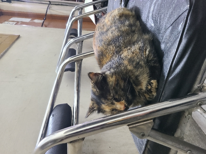 A tortoiseshell cat sleeps curled up on a black leather chair. The chair has a chrome frame and is partially visible. The cat is facing down, with its head resting on the front bar of the chair. Its fur is a mix of black, brown, and tan colors. The background is a white wall and a light-colored floor. A black electrical cord can be seen attached to the wall.