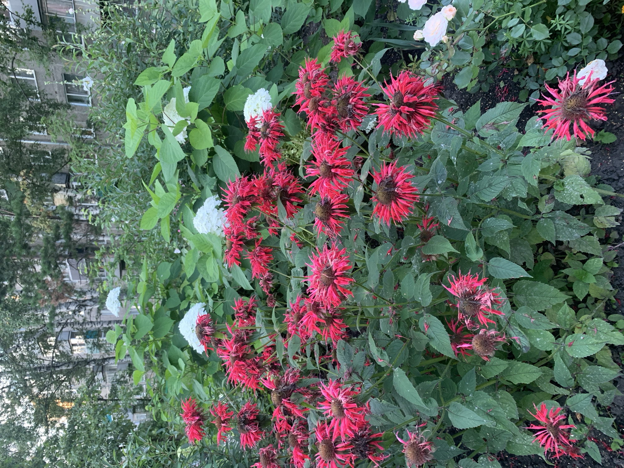 The image shows a close-up of a cluster of bright pink Monarda flowers, also known as Bee Balm, in bloom. The flowers have a unique, spiky appearance. They are surrounded by lush green foliage, and in the background, there are large white hydrangea flowers. Behind the flowers and foliage, there is a grey, multi-story apartment building, typical of Soviet-era architecture, with visible windows. Trees with thin trunks and green leaves are also present between the flowers and the building. The ground appears to be dark soil, possibly with some fallen leaves or petals. The overall scene suggests a residential area in Prokopyevsk, Russia, where this flower bed is likely part of the common landscaping in front of the apartment complex. There are no people visible in the image.