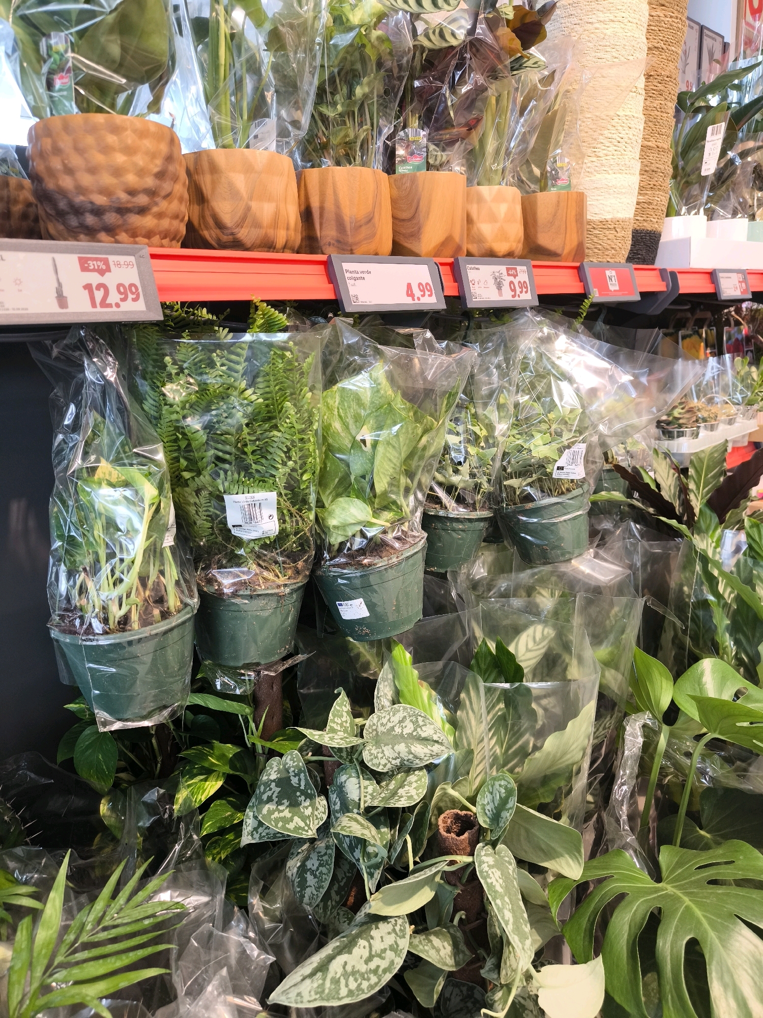 The image shows a display of potted plants for sale in a store, likely a garden center or supermarket, located in Sestao, Spain. The plants are arranged on shelves, with some in plastic packaging and others in decorative wooden or ceramic pots. The shelves are made of red plastic with white price tags. The plants vary in size and type, including ferns, leafy green plants, and possibly flowering plants. The lighting suggests an indoor environment. There are no people visible in the image. The scene is clean and organized, typical of a retail setting.