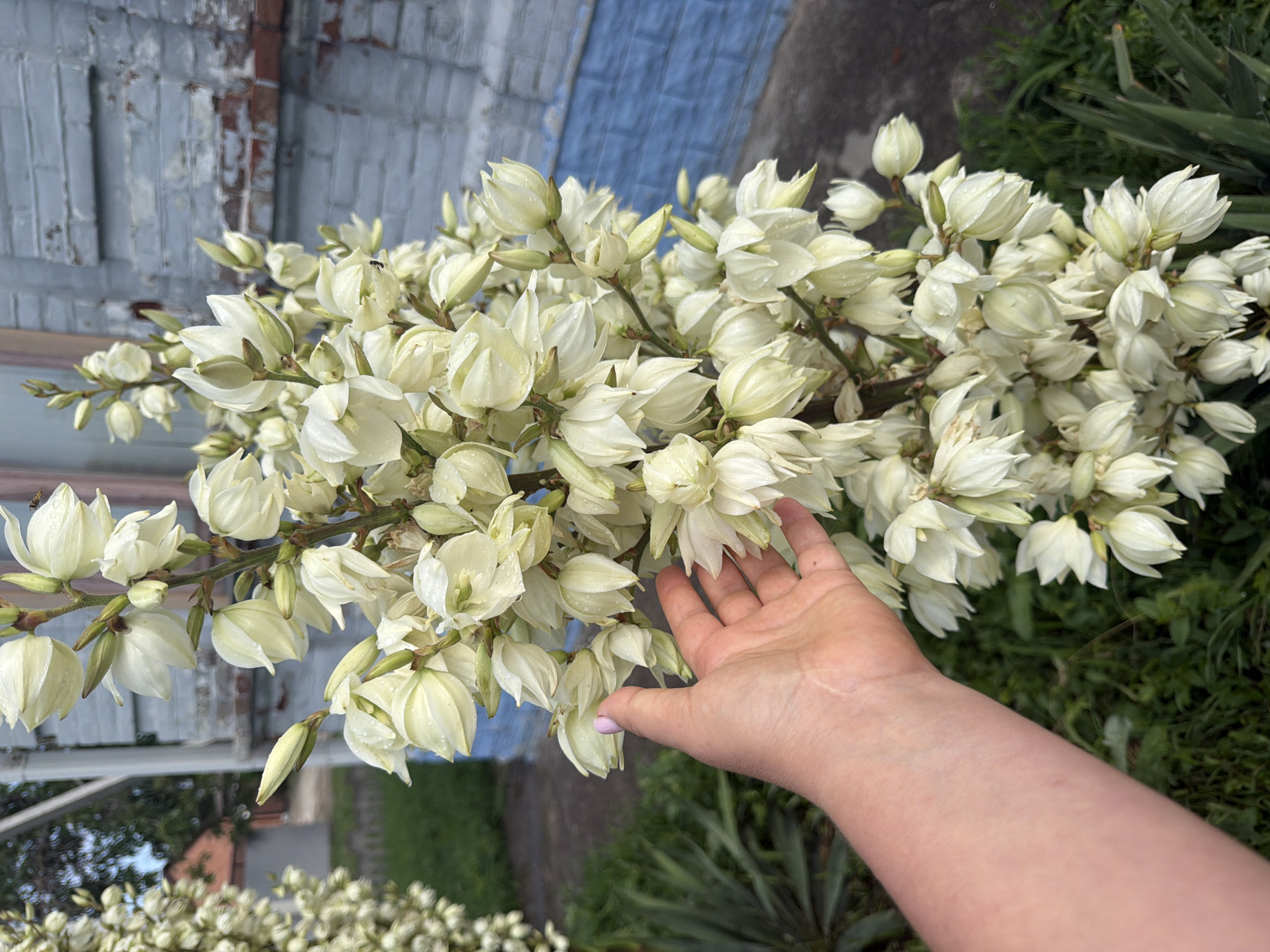 The image shows a close-up of a tall stalk of white yucca flowers, some of which are in bloom while others are still buds. A human hand with painted fingernails is reaching towards the flowers. In the background, a brick building with blue trim is visible, along with greenery and a portion of a roof. The location is identified as Leningradskaya, Russia. The overall scene depicts a close-up of a flowering plant in an outdoor setting, possibly a garden or yard, with architectural elements in the background.