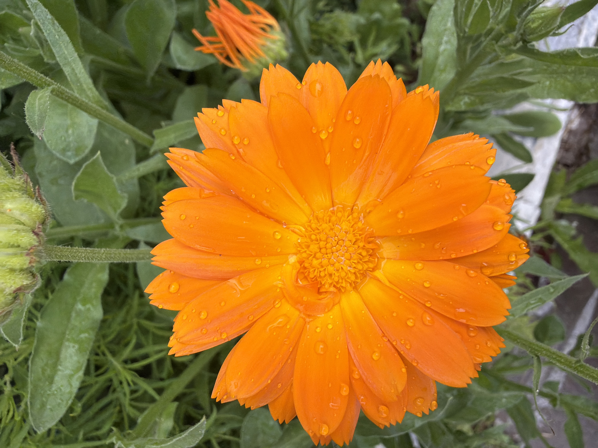 This is a close-up, eye-level, medium shot of an orange calendula flower with water droplets on its petals. The flower is in focus and dominates the foreground, with its vibrant orange petals fanning out. The center of the flower is a cluster of smaller, tightly packed orange florets. The petals have a slightly serrated edge.
In the background, out of focus, are green leaves and stems of the same plant, as well as another, partially open calendula bud. The overall scene suggests a garden or natural setting. The presence of water droplets implies recent rain or dew, suggesting a time of day with higher humidity or cooler temperatures, likely morning. There are no people or visible text in the image. The setting appears to be outdoors. The image is visually rich due to the detail and texture of the flower and the water droplets.
