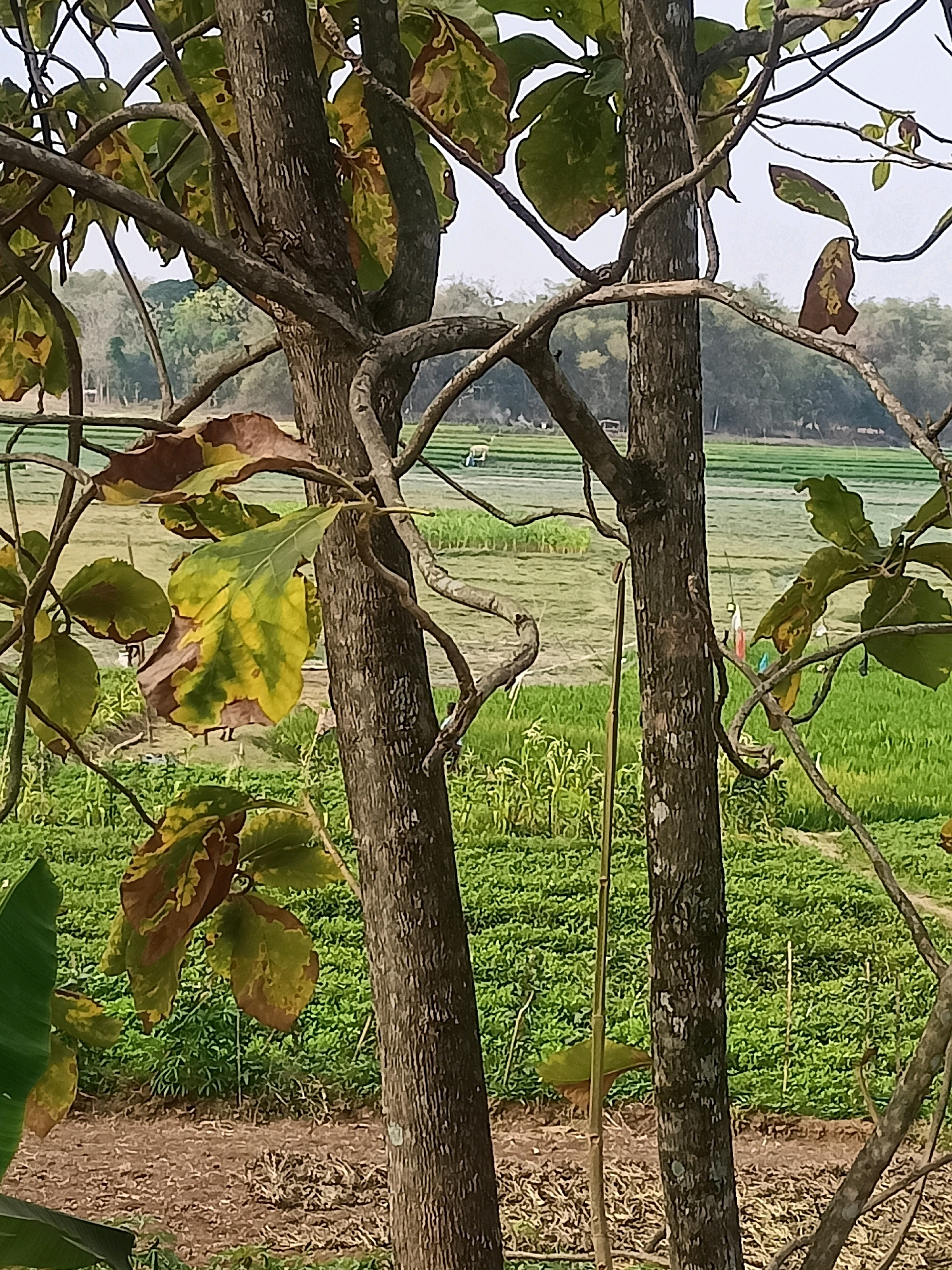 The image depicts a rural scene in Sambiduwur, Indonesia. In the foreground, two trees with textured bark and branches with leaves are prominent, some leaves showing brown and yellow discoloration. Behind the trees, a vast expanse of green fields stretches into the distance, with some areas appearing to be cultivated. In the mid-ground, faint figures of people can be seen working in the fields, suggesting agricultural activity. The overall environment is natural and agricultural, with a focus on plant life and cultivated land under a bright sky.