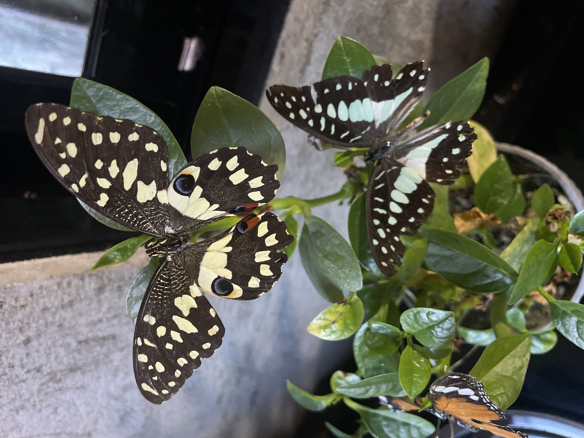 A close-up, eye-level, outdoor shot shows several butterflies perched on a small, leafy plant in a pot. The plant is in the foreground, with the butterflies positioned on its green leaves.
In the top half of the image, two butterflies are visible. The one on the left has black wings with numerous irregular yellow spots. Its wings are spread open, revealing the underside. The second butterfly, slightly above and to the right of the first, also has black wings with yellow spots, but these spots are more rounded and clustered. The wing patterns suggest they are the same species.
In the bottom half of the image, a third butterfly is perched on a leaf. This butterfly has black wings with striking turquoise and white markings. Its wings are angled downwards. Partially visible to the left of this butterfly is a fourth butterfly with orange and black wings, showing white spots along the edges.
The plant appears to be a small bush with dark green, waxy leaves. The pot it is in is a light-colored material, possibly plastic or ceramic. The background consists of a textured, greyish-white surface on the left, likely a wall, and a dark, out-of-focus area on the right, which could be a window or a dark surface. The lighting suggests it is daytime.
The setting is consistent with a garden or balcony in a residential or commercial area of Davao City, Philippines, as indicated by the common presence of such plants and butterflies in urban green spaces within the region. There are no people visible in the image.