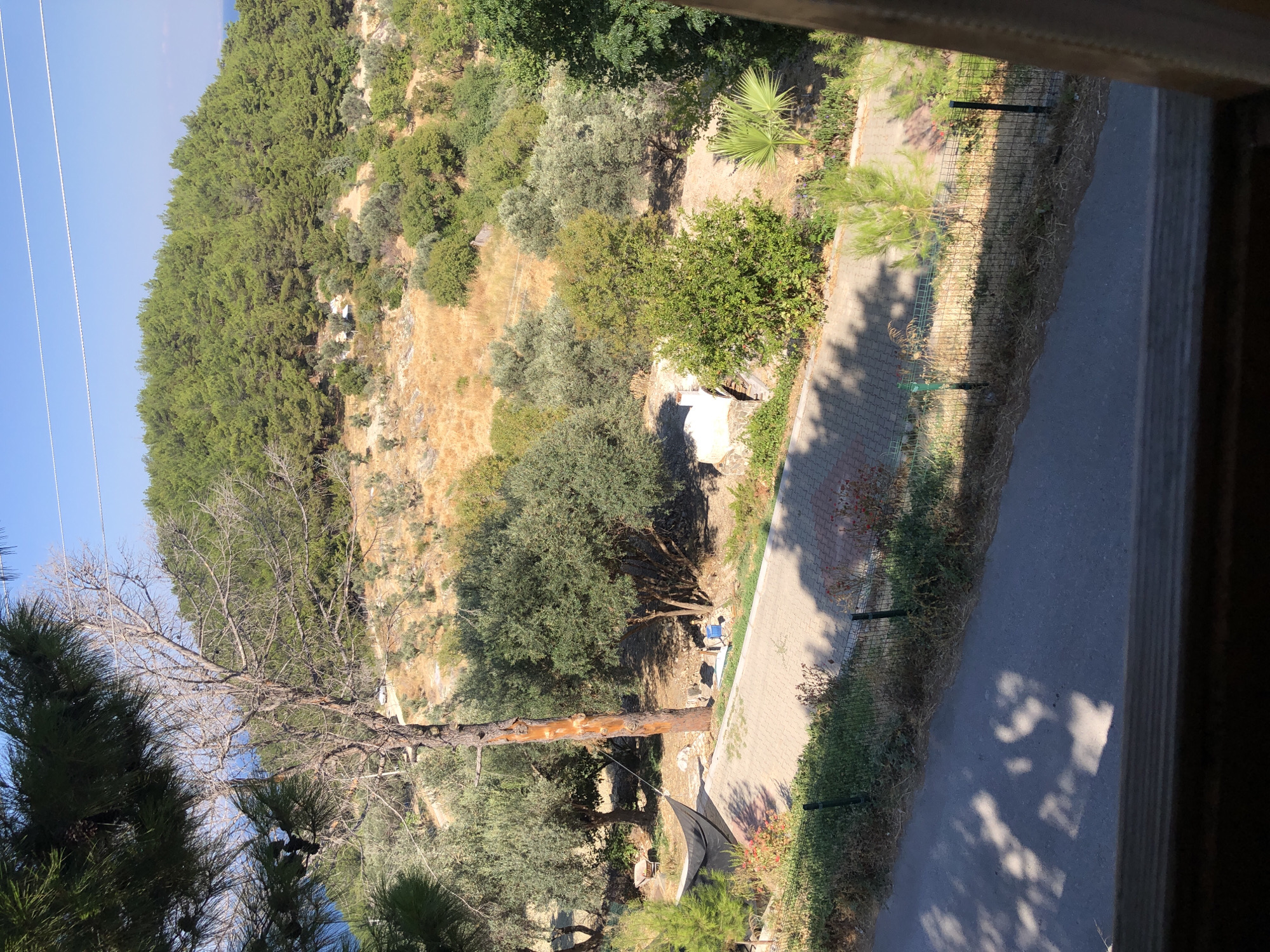 The image depicts a sun-drenched, hilly landscape in Karaburun, Turkey. A paved pathway runs through the foreground, bordered by a wire fence and dry grass. Beyond the path, a variety of trees, including olive trees and pines, dot the landscape. In the mid-ground, a dead tree stands prominently, its bare branches reaching towards the sky. Further up the hill, a dense pine forest covers the slope, with a sliver of blue sea visible in the distance. The sky is a clear, bright blue, indicating a warm, sunny day. There are no people visible in the frame. The scene suggests a rural or semi-rural setting, possibly part of a private property or a nature reserve.