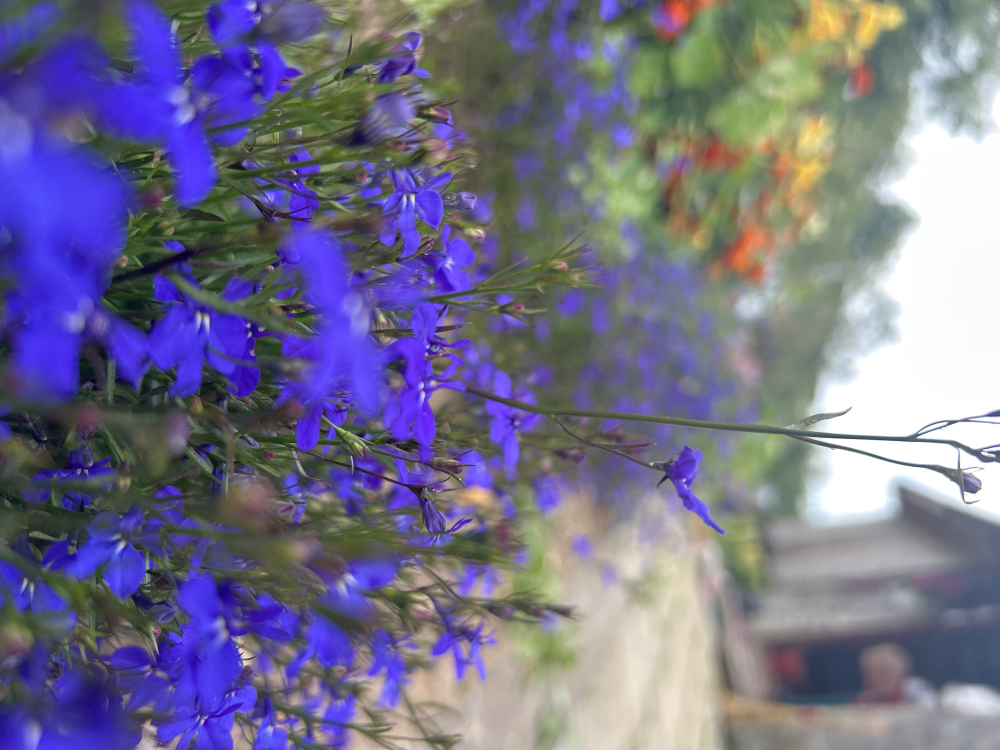 In the foreground, a dense bed of small, vibrant blue flowers, likely lobelia, dominates the scene, with some individual blossoms in sharp focus while others are softly blurred. Their delicate petals are clearly visible, some with tiny white centers. Green stems and thin, dark stalks intersperse the flowers. Further back, out of focus, a row of yellow and orange flowers creates a colorful backdrop. In the upper right quadrant of the image, a rustic, light-colored building with a dark roof is partially visible. The ground appears to be a gravel or dirt path leading towards the building. The overall impression is one of a garden or outdoor space, with the natural elements of flowers and greenery contrasted with the man-made structure. The image depicts a natural setting in Kalitsino, Russia, likely a private garden or park.