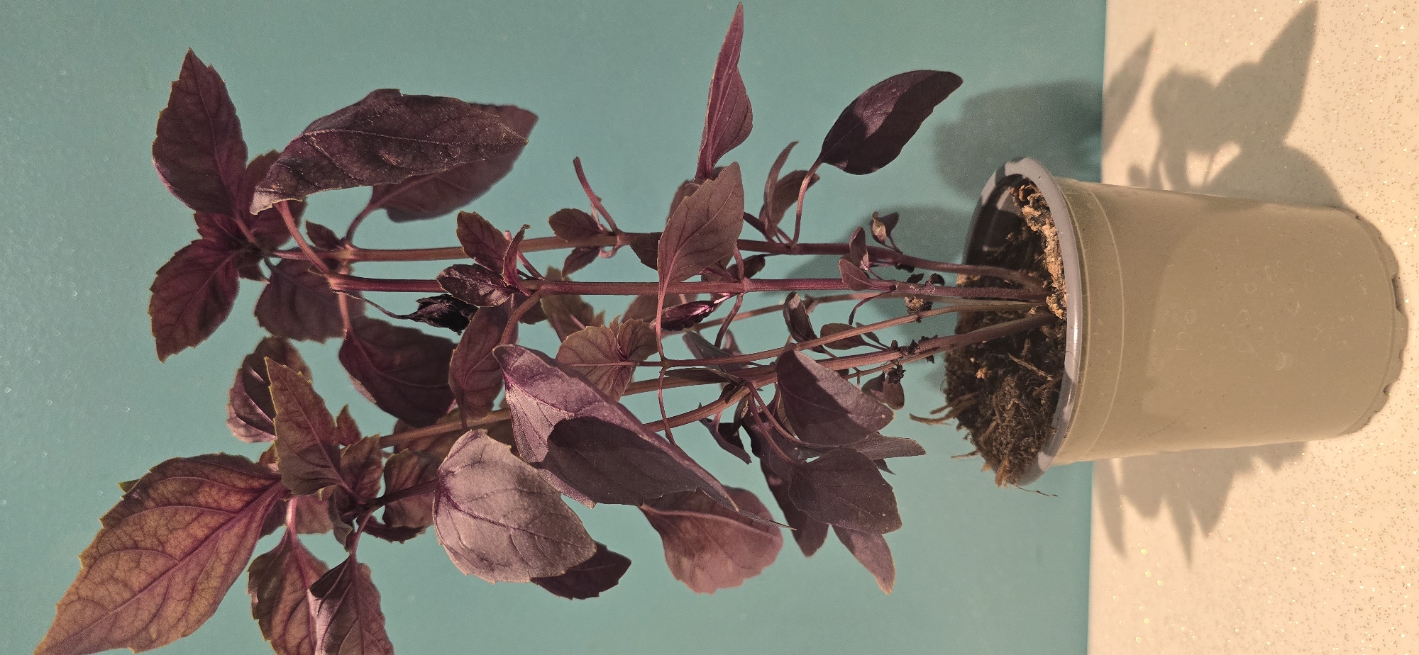 A potted purple basil plant is centered against a turquoise background. The plant has multiple stems with deep purple, ovular leaves and a few small brown dried leaves near the soil line. The plant is in a light gray plastic pot with a ribbed texture. The pot sits on a speckled white surface that casts a dark shadow of the plant to the right. The lighting is direct, creating a defined shadow. The image is an indoor photograph, with no discernible urban or natural environmental features.