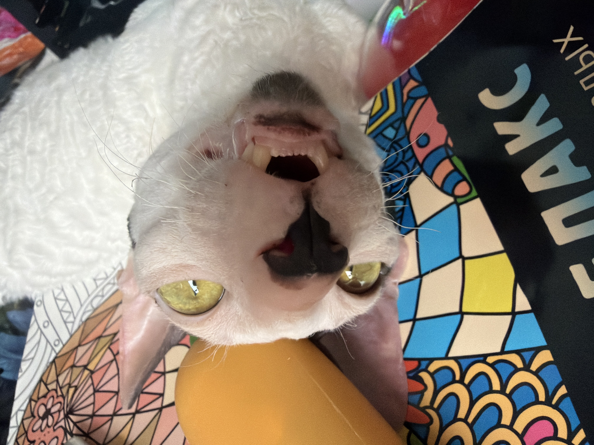 A white, hairless cat with large yellow eyes is lying on a colorful surface. The cat is looking directly at the camera with its mouth open, revealing its teeth. The surface appears to be a book or magazine with a geometric pattern and some text. The background is blurred but suggests a soft, white surface. There is a yellow object on the left side of the image. The image does not contain any information that would indicate its location in Yekaterinburg, Russia.