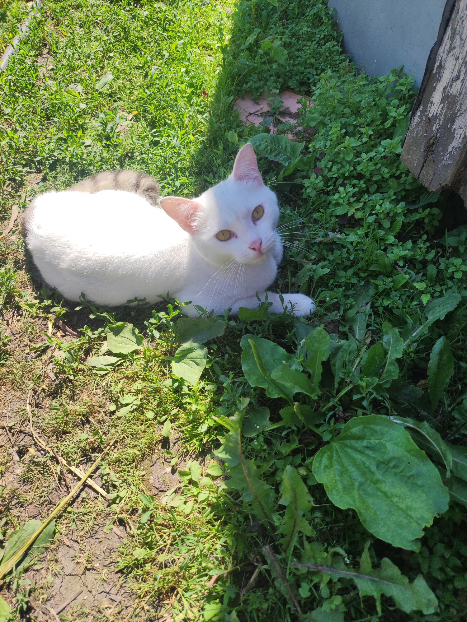 A white cat with yellow eyes is lying in the grass. The cat is facing the camera and is partially obscured by greenery. The background consists of a concrete wall and a wooden plank. The scene appears to be in a backyard or garden. The image does not provide any specific information about the city of Oskemen, Kazakhstan.
