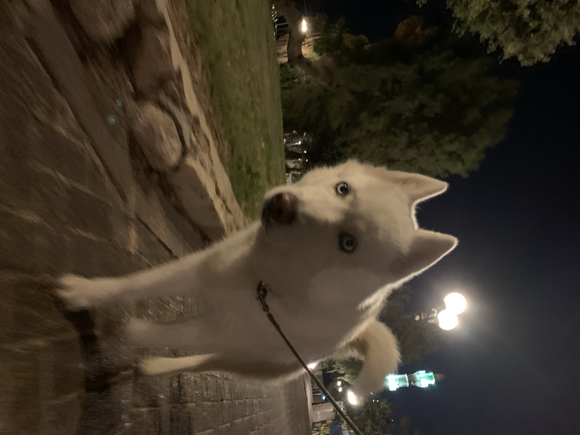 A tilted eye-level shot shows a white husky puppy on a leash pulling forward on a stone-paved sidewalk at night in an outdoor setting, potentially in Tel Aviv. The pup's white fur is apparent, as well as its light-colored eyes. Trees are visible in the background, along with dim street lights that illuminate a path ahead. The composition is slightly off-kilter, suggesting the photo was taken quickly.